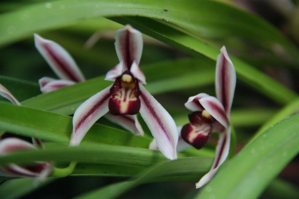 Cymbidium dayanum