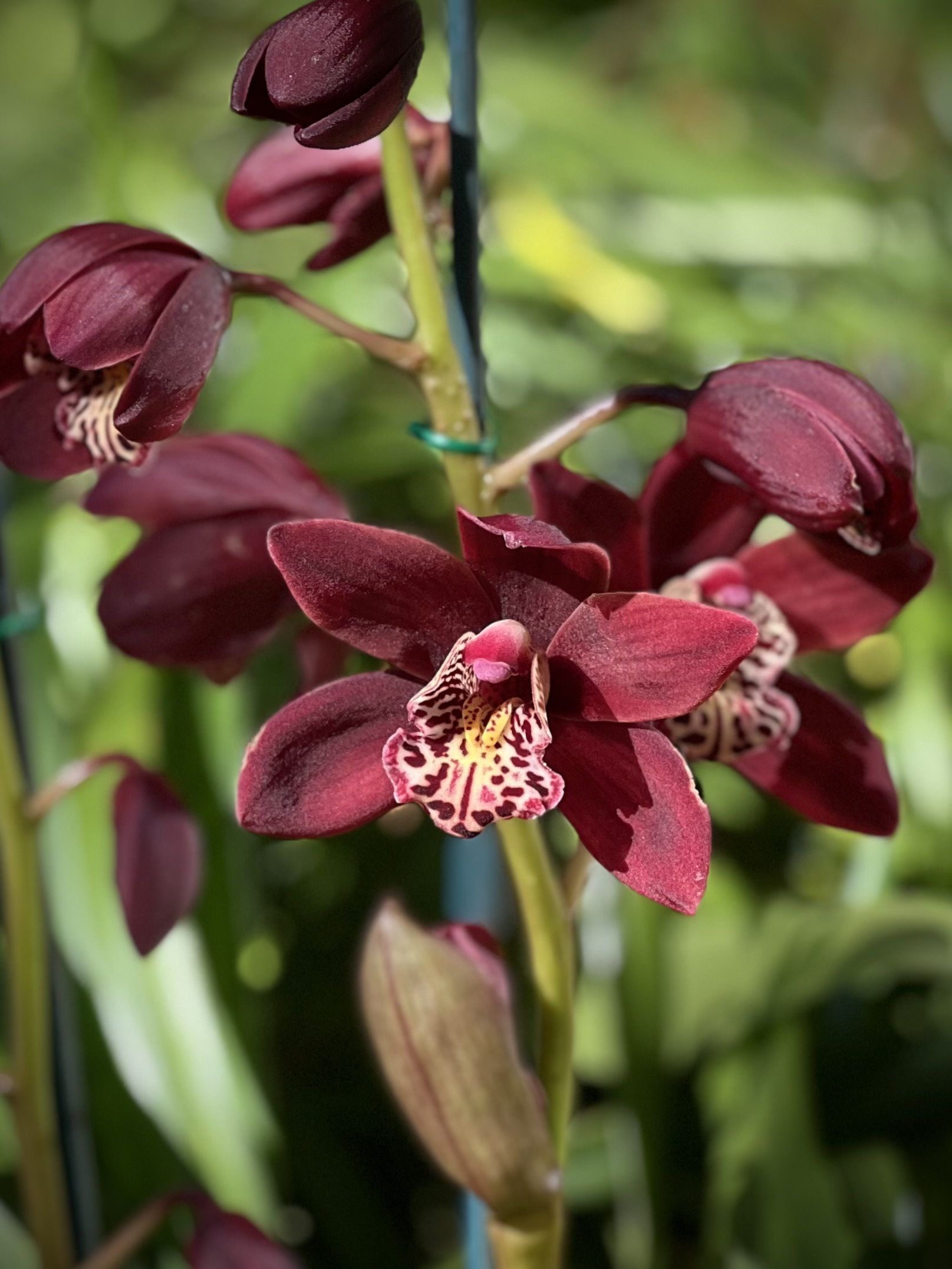 Cymbidium Cherry Joy