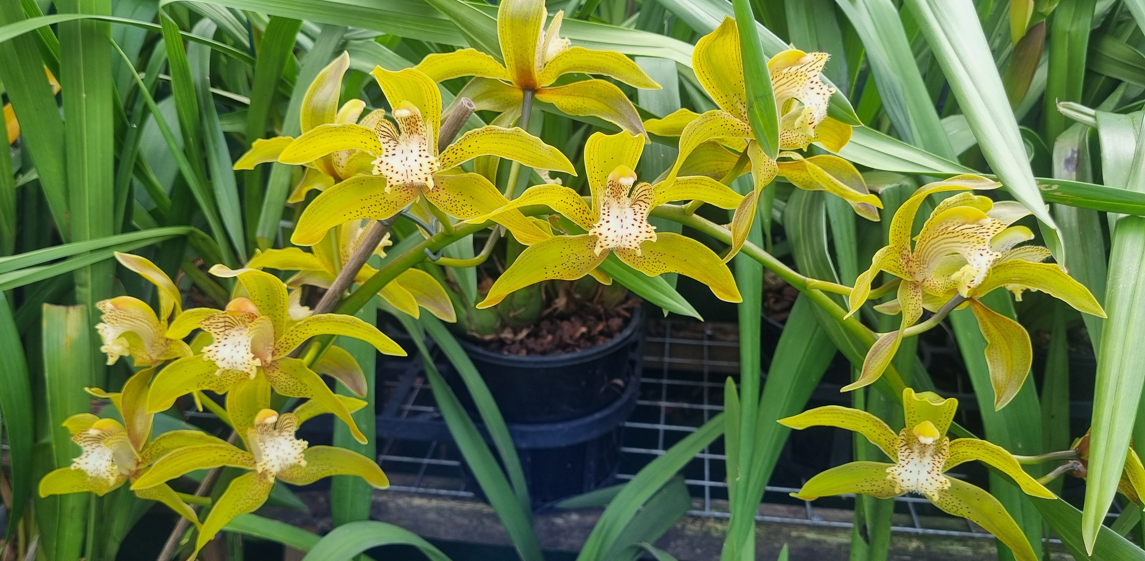 Cymbidium Rosefieldense