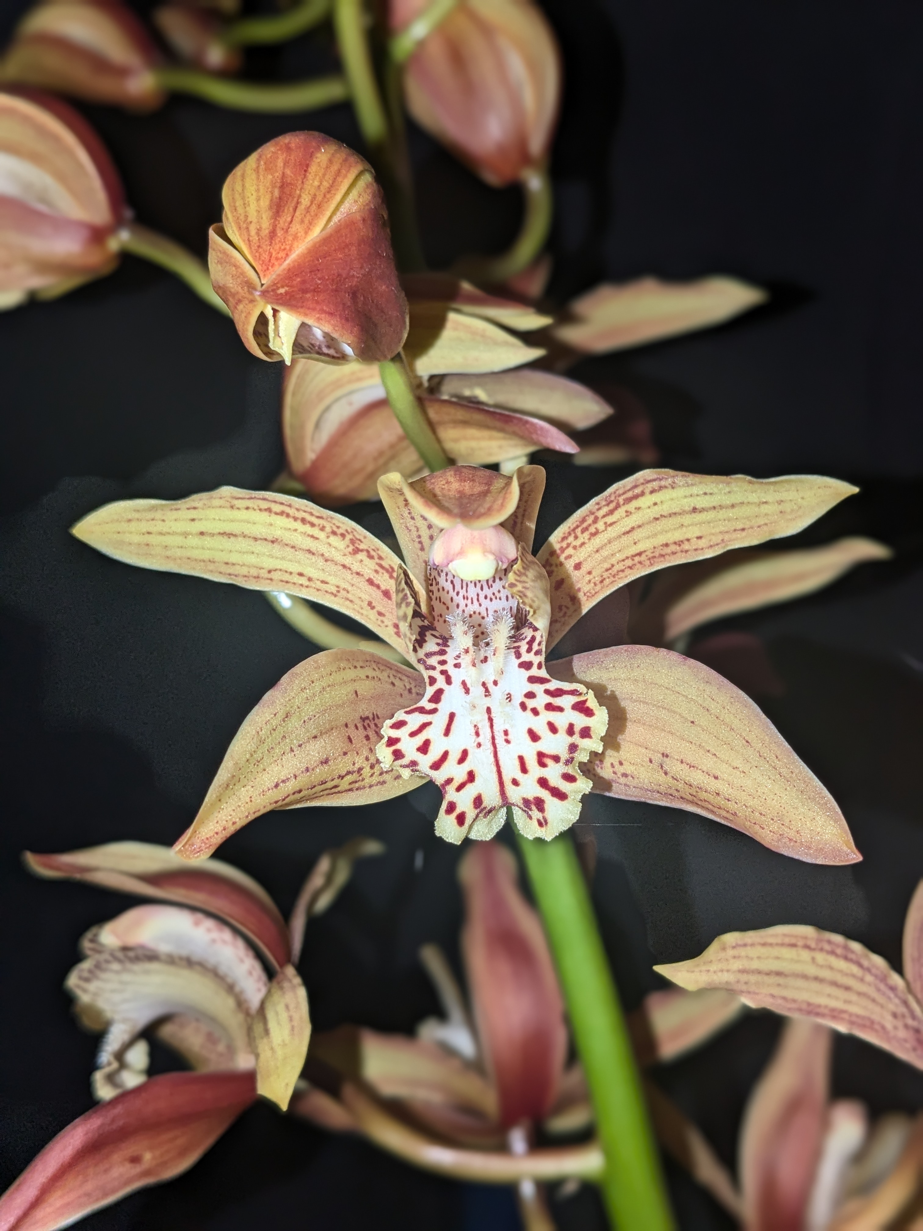 Cymbidium unknown