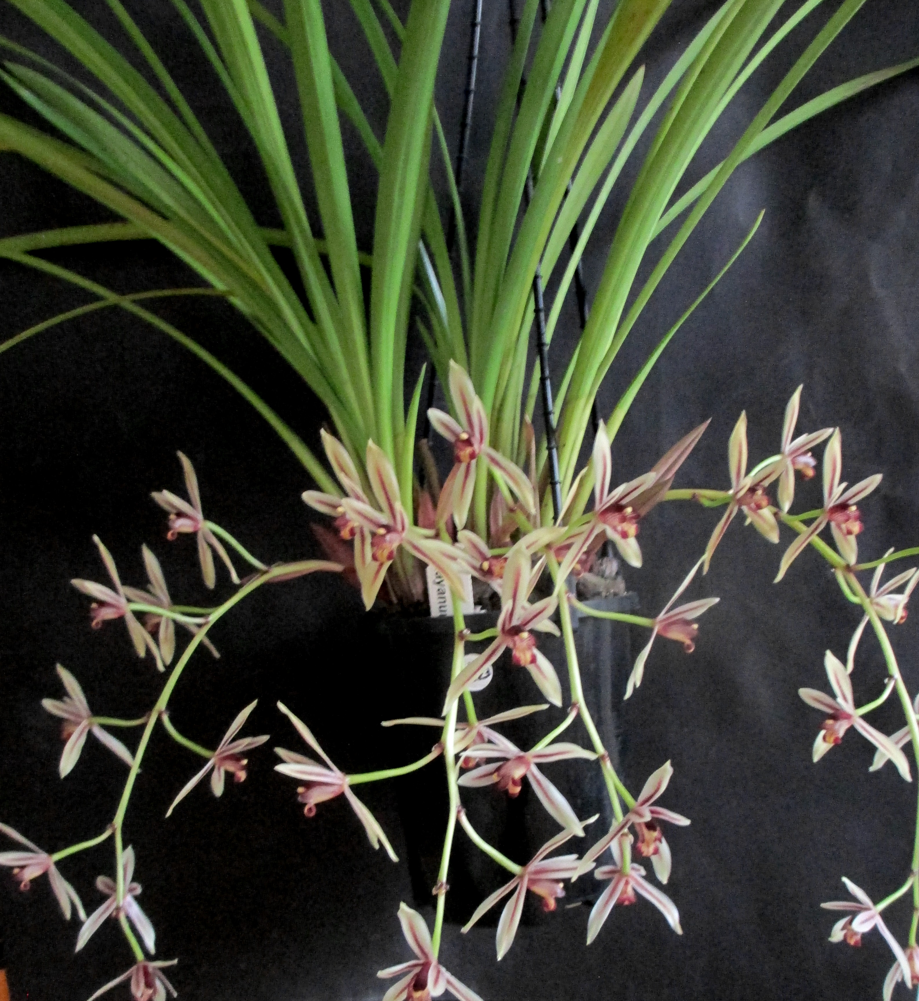 Cymbidium dayanum
