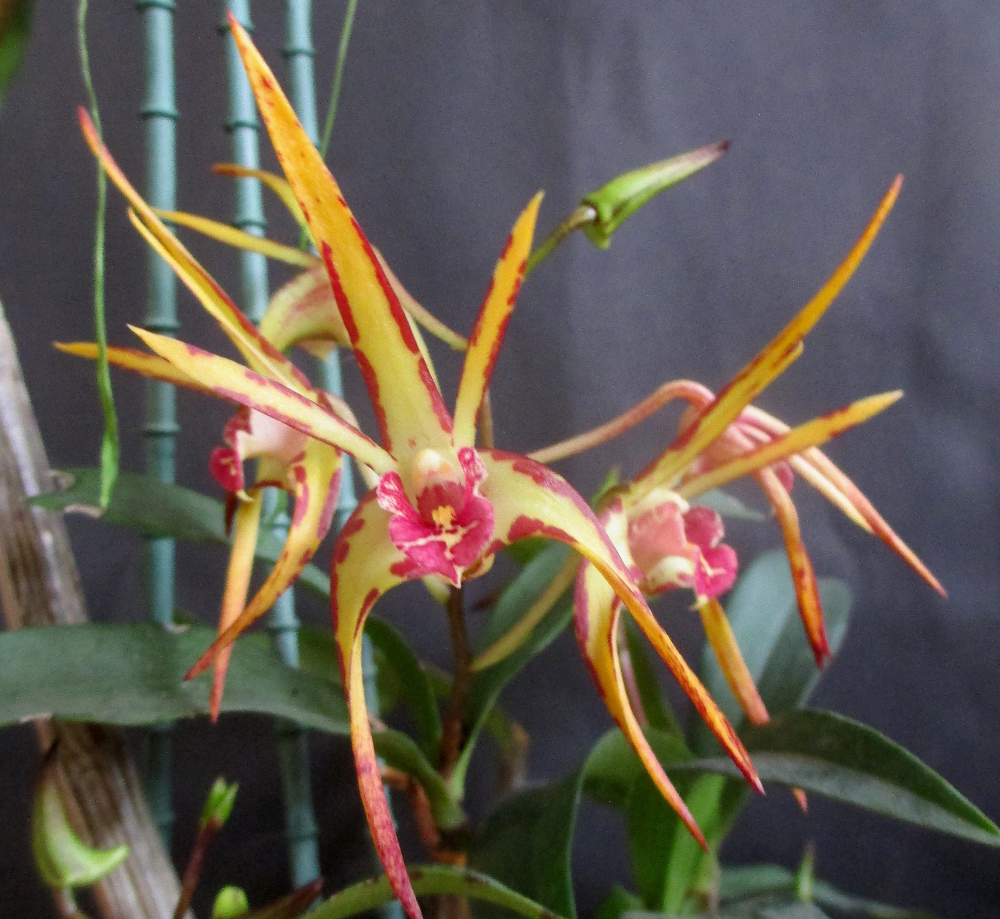 Den Aussie Parade 'Carrot Splash'