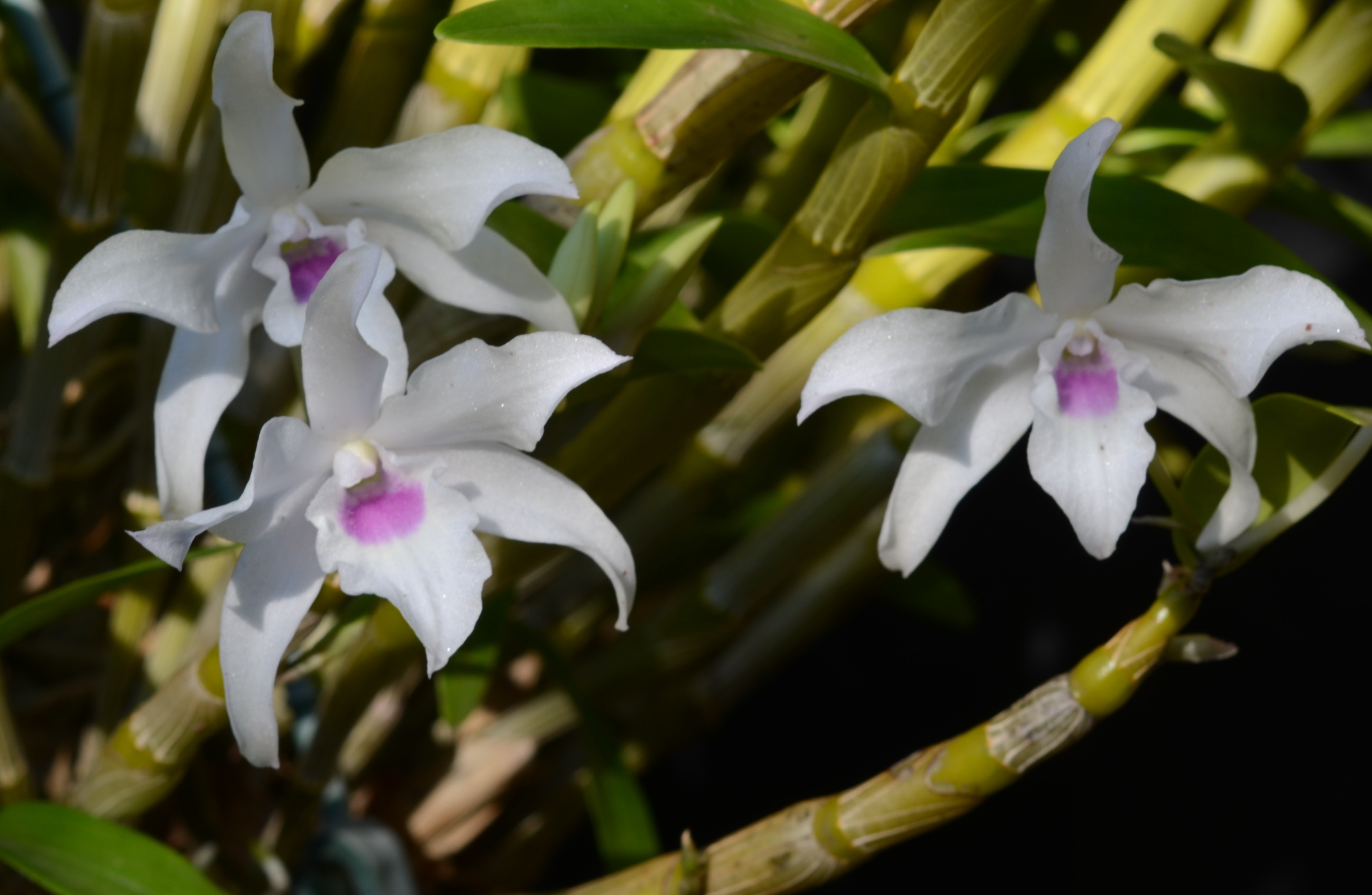 Dendrobium Cassiope