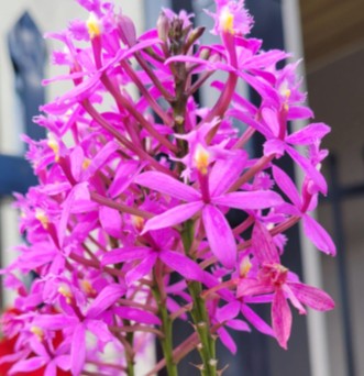 Epidendrum purple