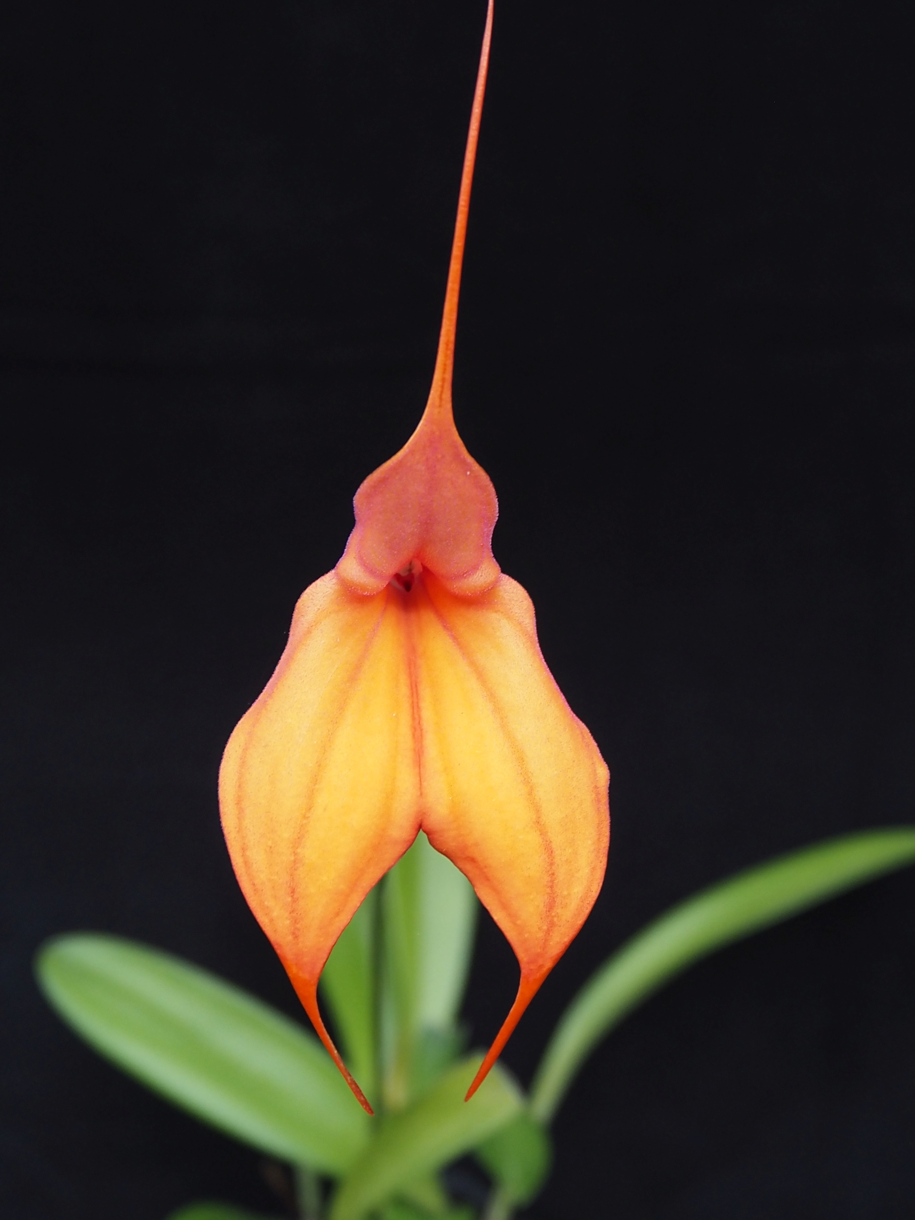 Masdevallia Copper Sun