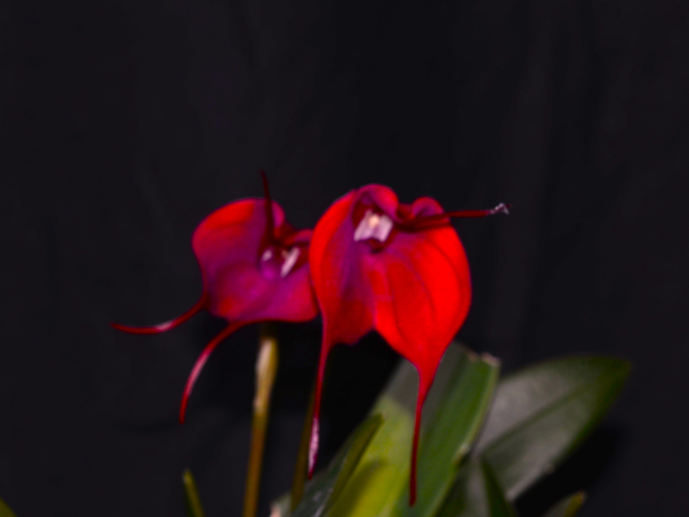 Masdevallia Hot Shot