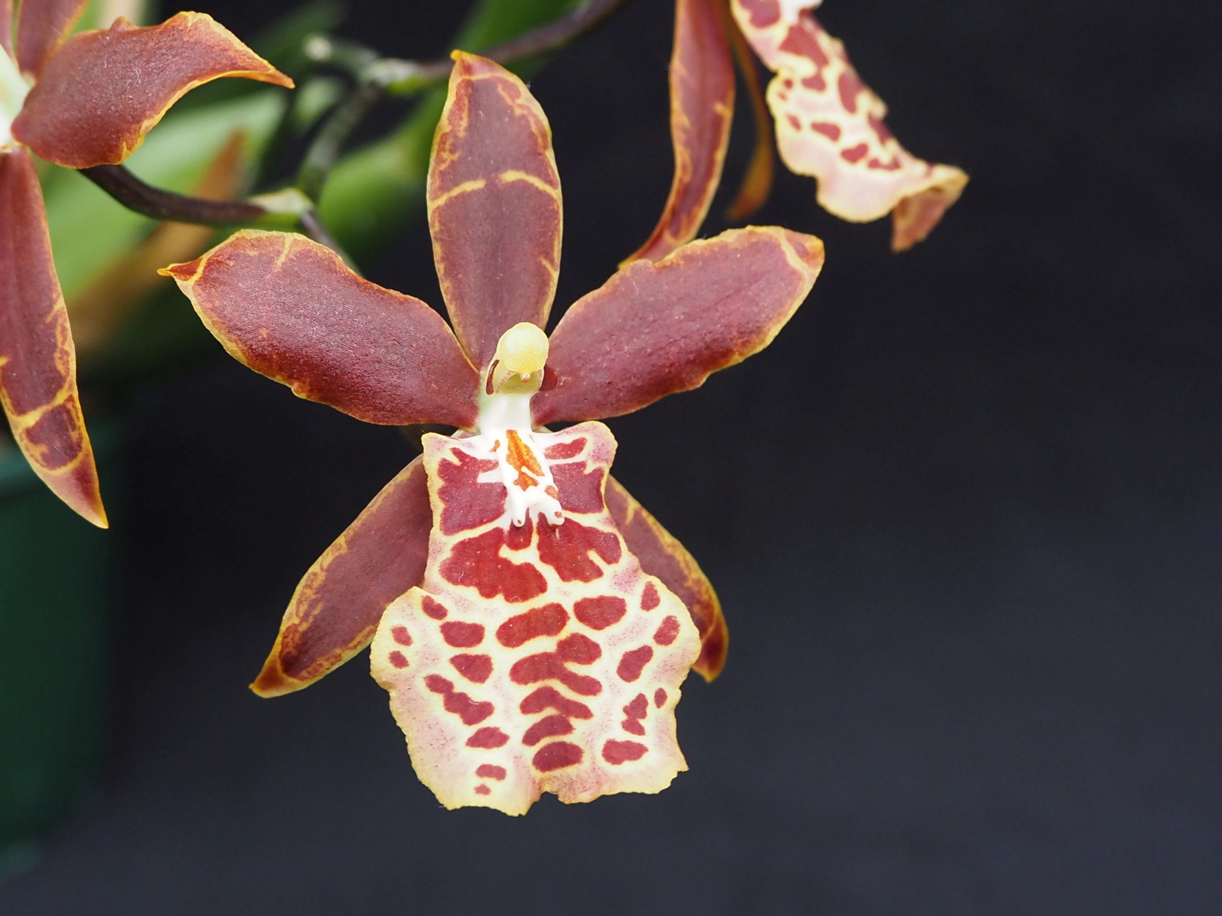 Miltassia Valizalia