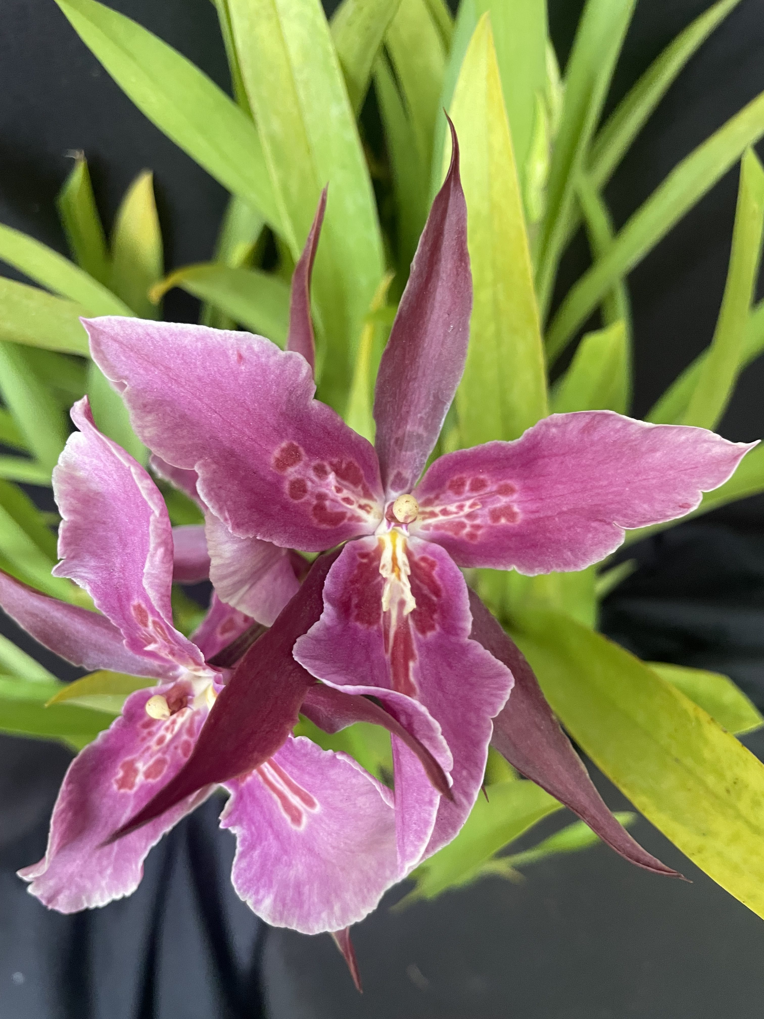 Miltassia ‘Royal Robe’