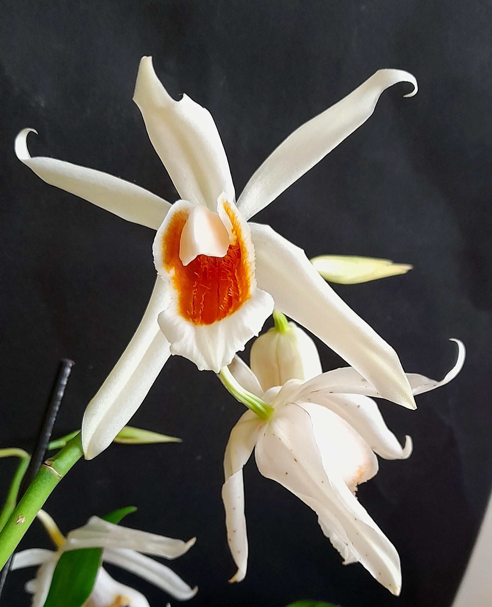 Coelogyne Colmanii