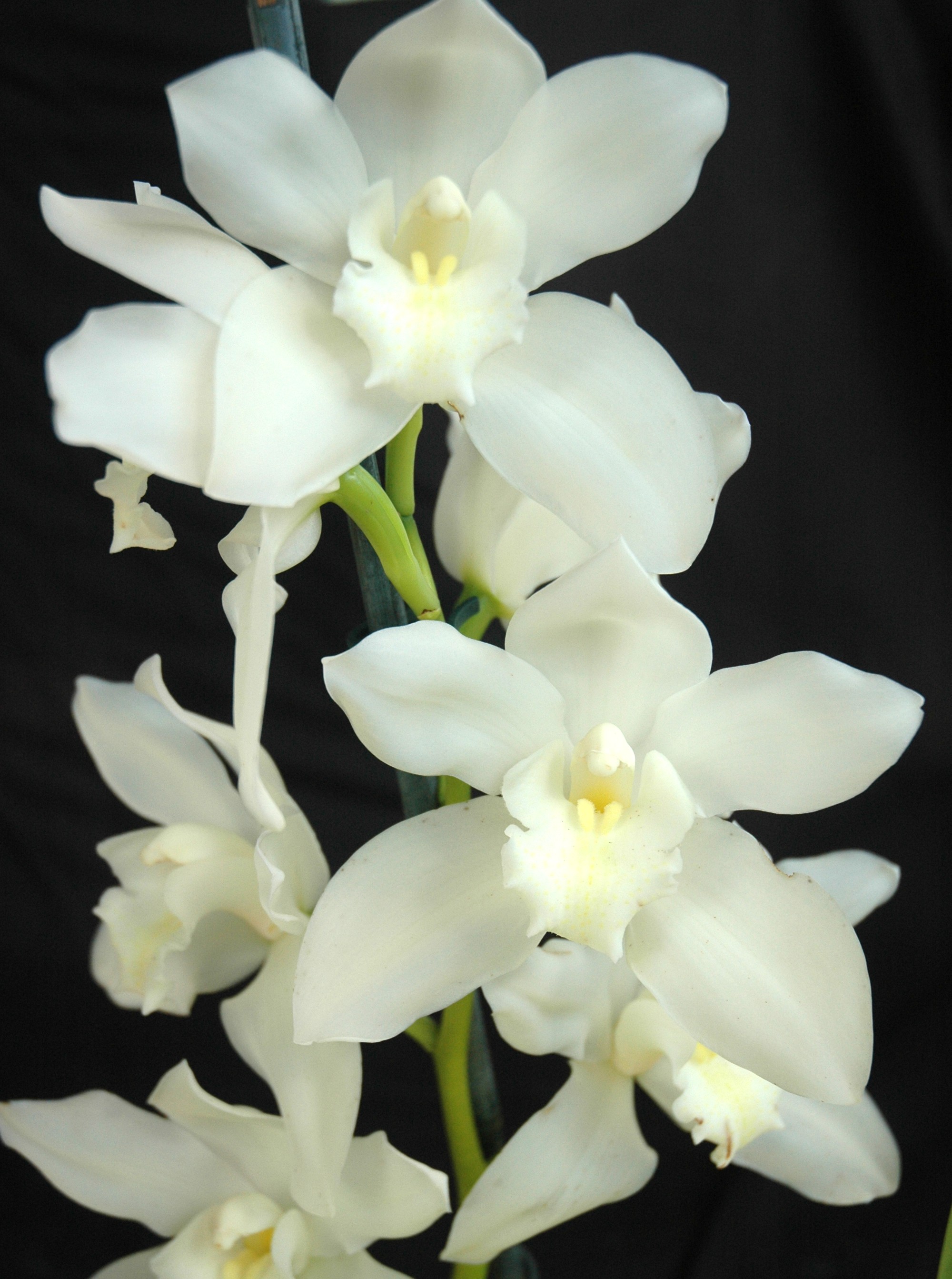 Cymbidium Dural Snow 'Purity'