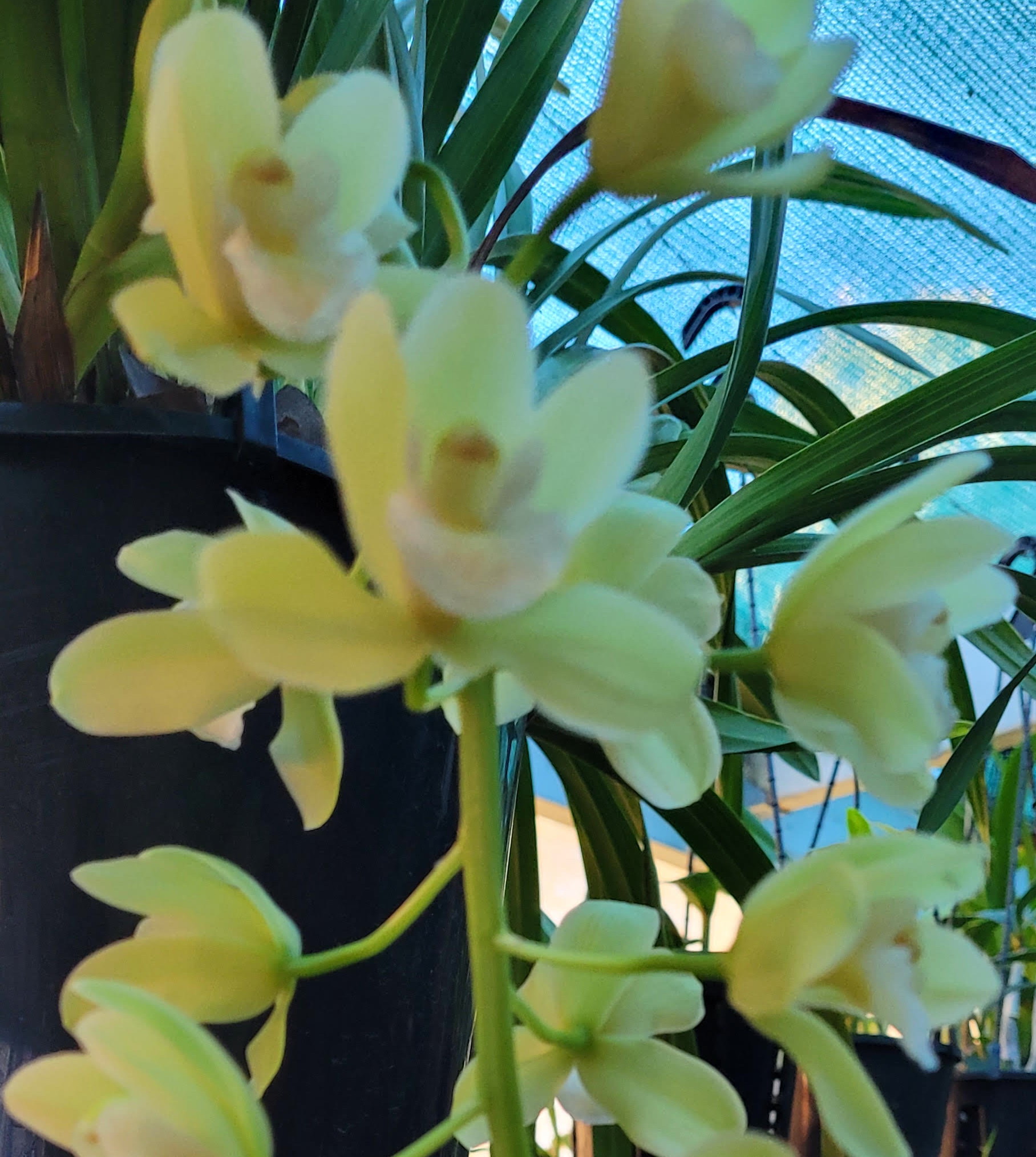 Cymbidium Sarah Jean 'Jennifer'