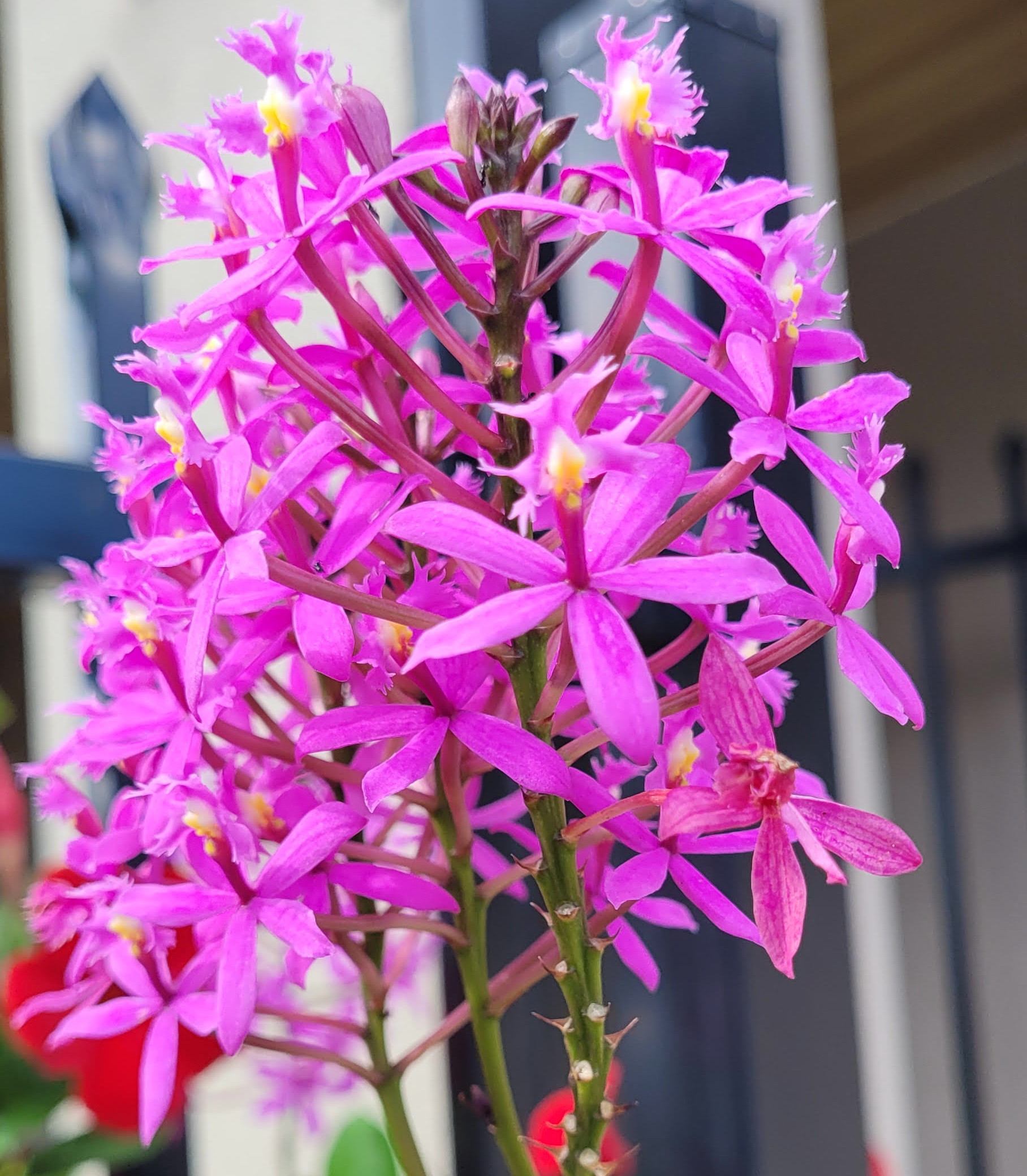 Epidendrum purple