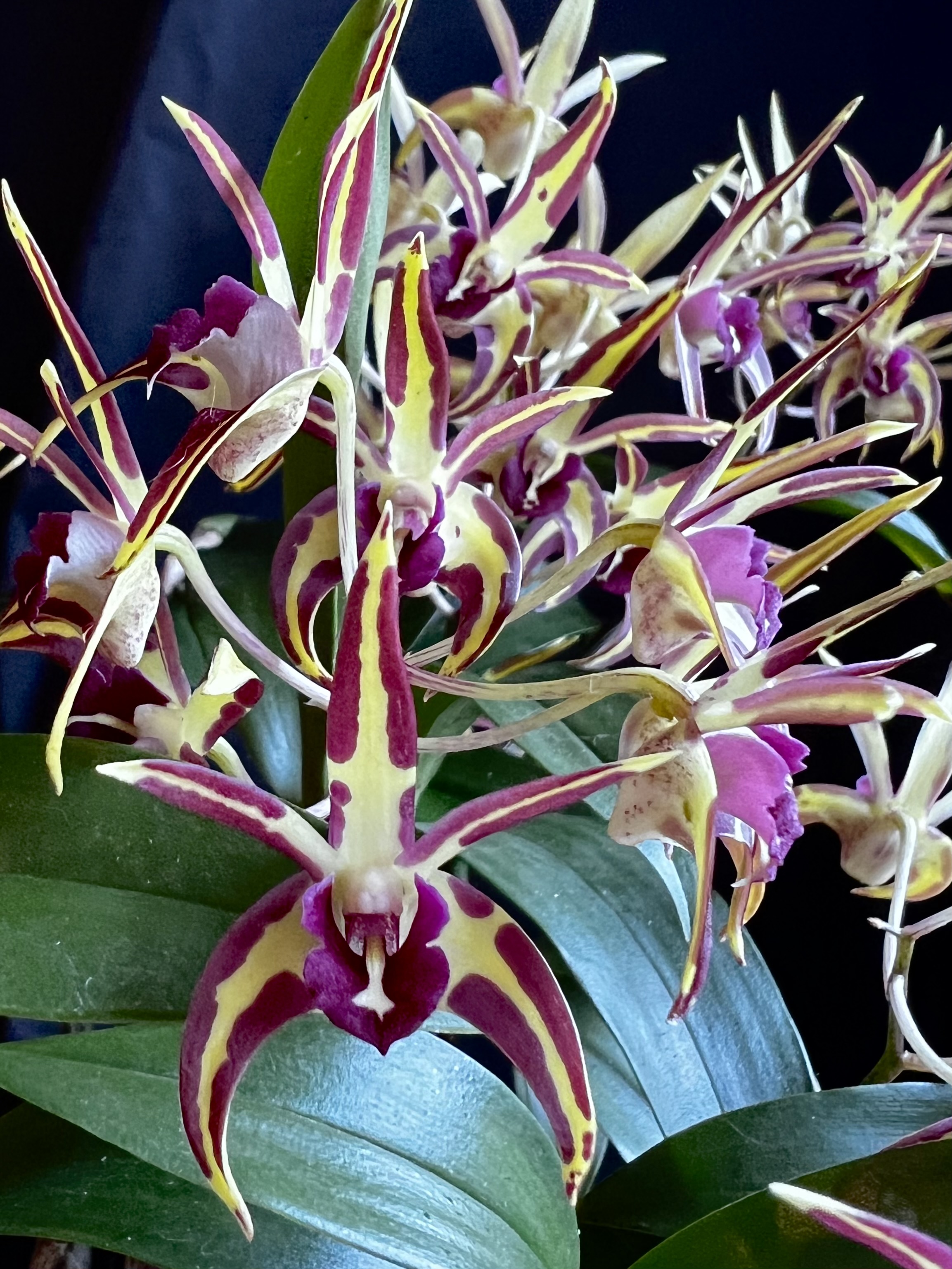 Dendrobium Aussie Parade