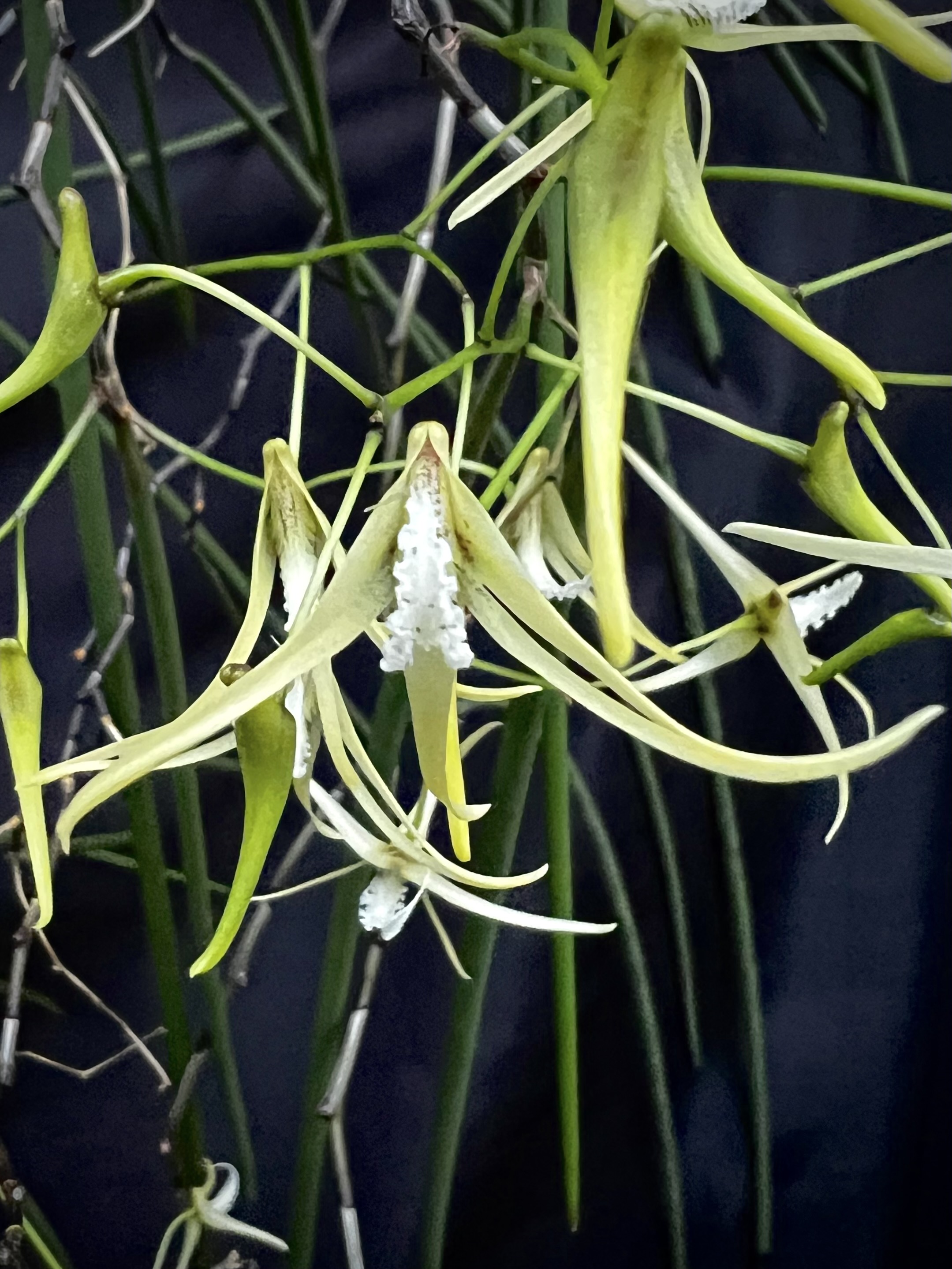 Dendrobium Teretifolium