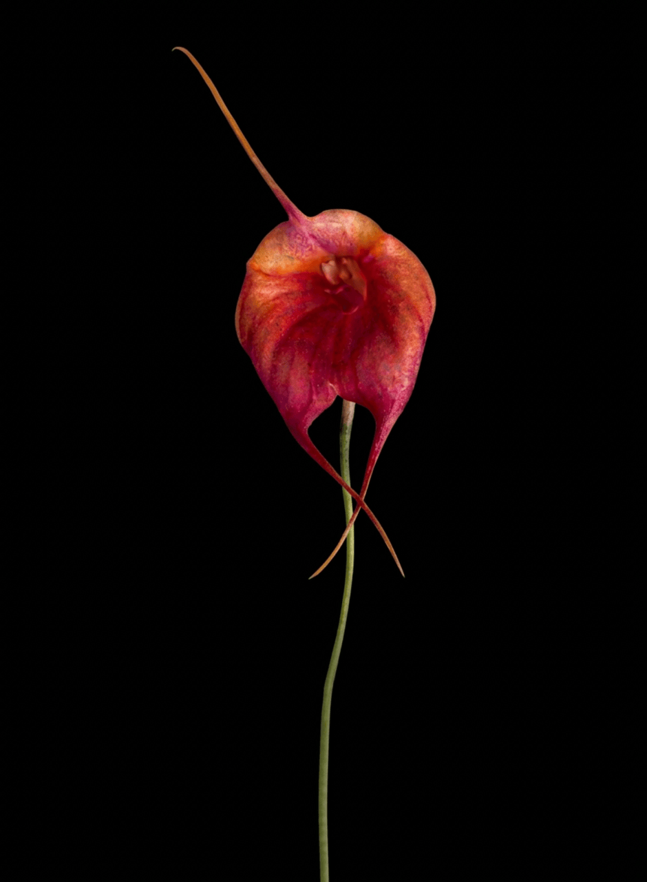 Masdevallia Geneva Royale