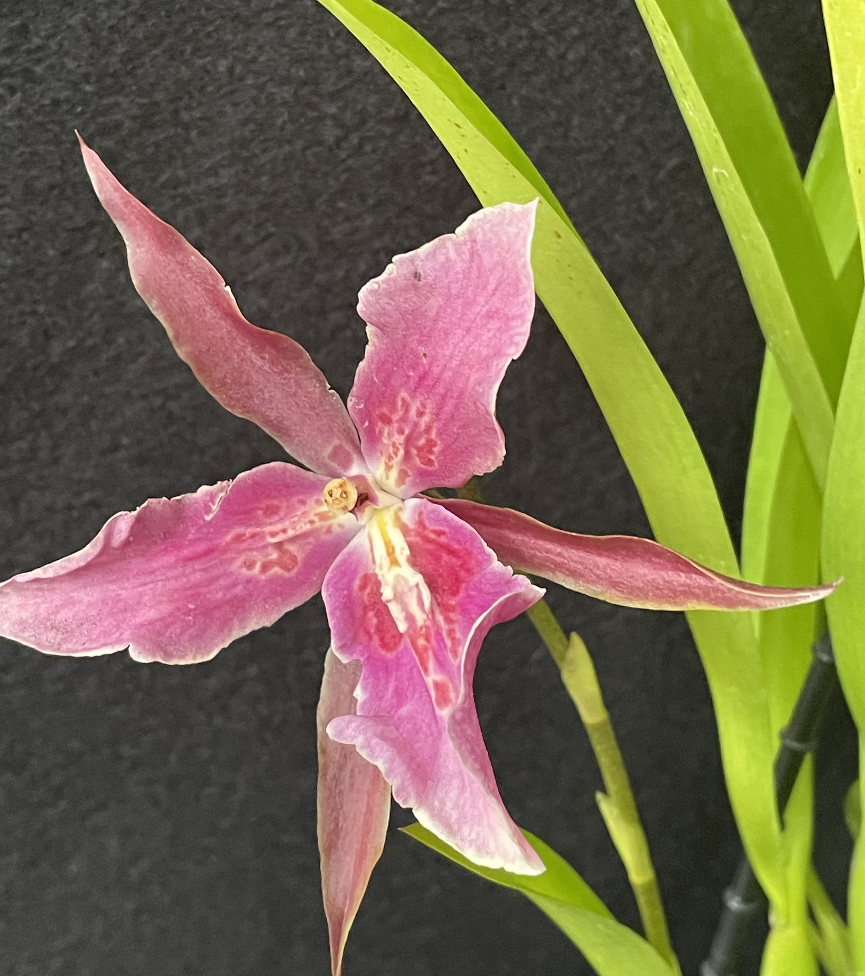 Miltassia ‘Royal Robe’