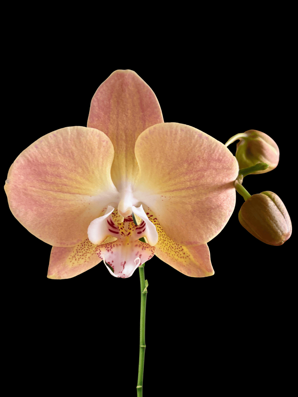 Phalaenopsis Unknown