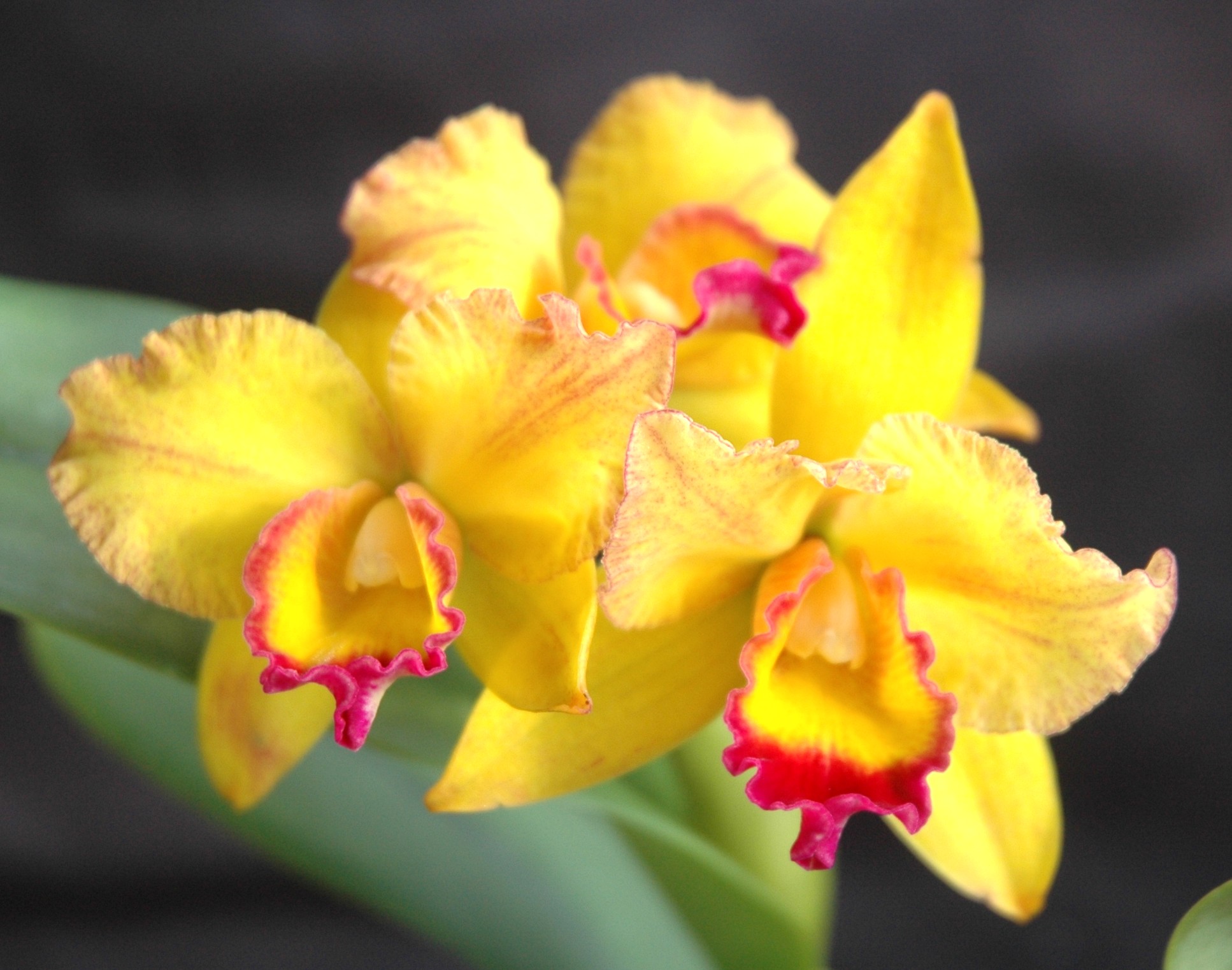 RLC Kat-e-Sun