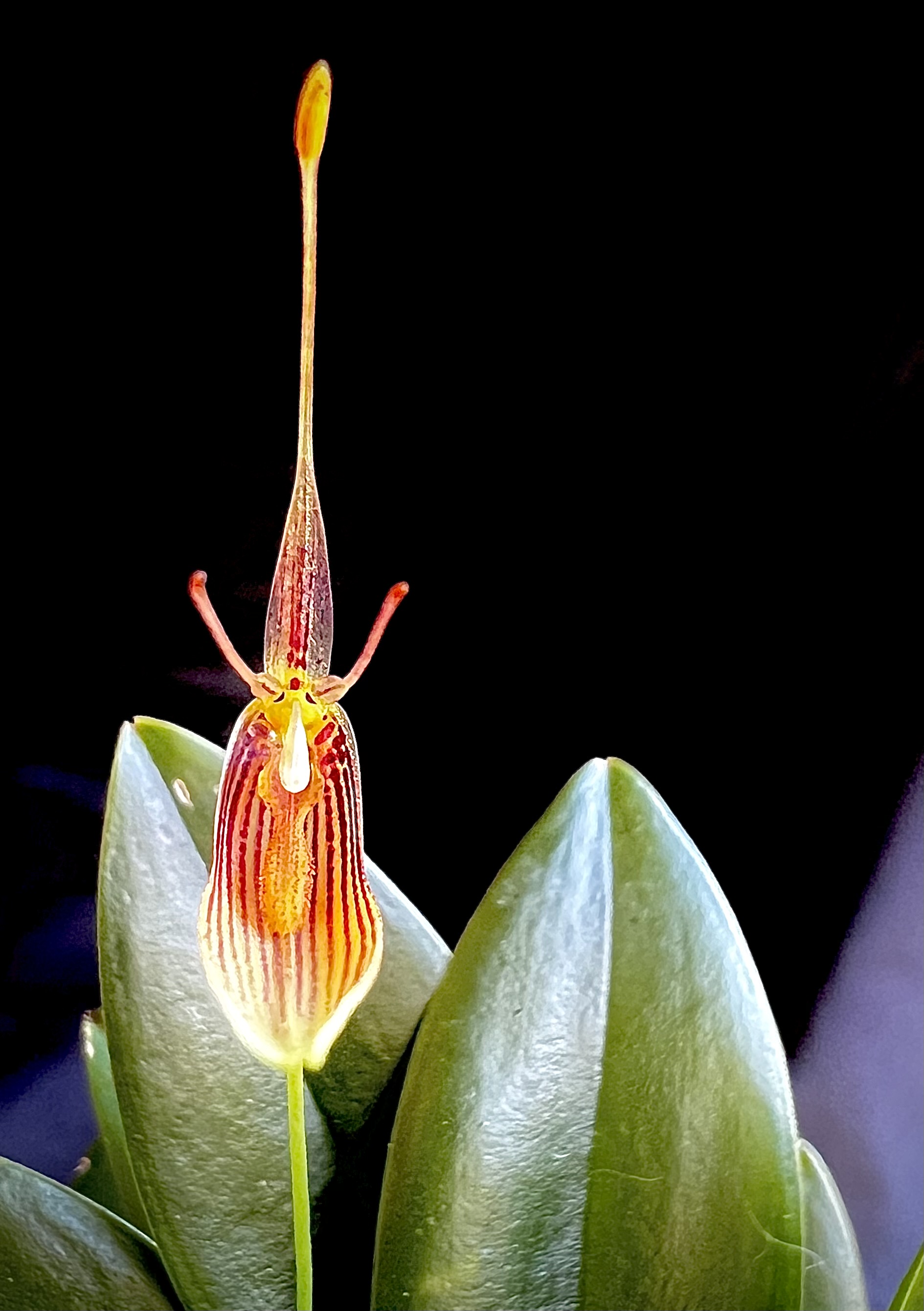 Restrepia Alan F. Garner