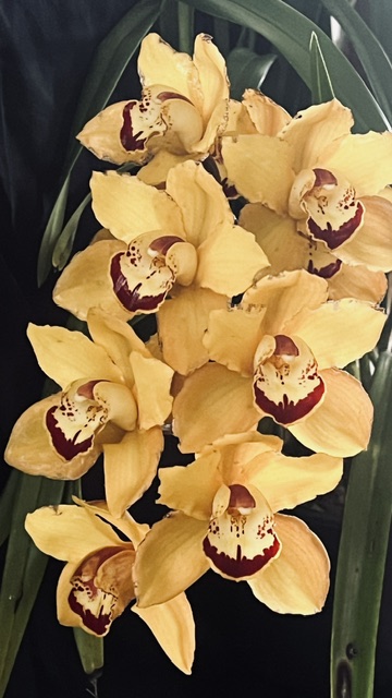 Cym gold unknown