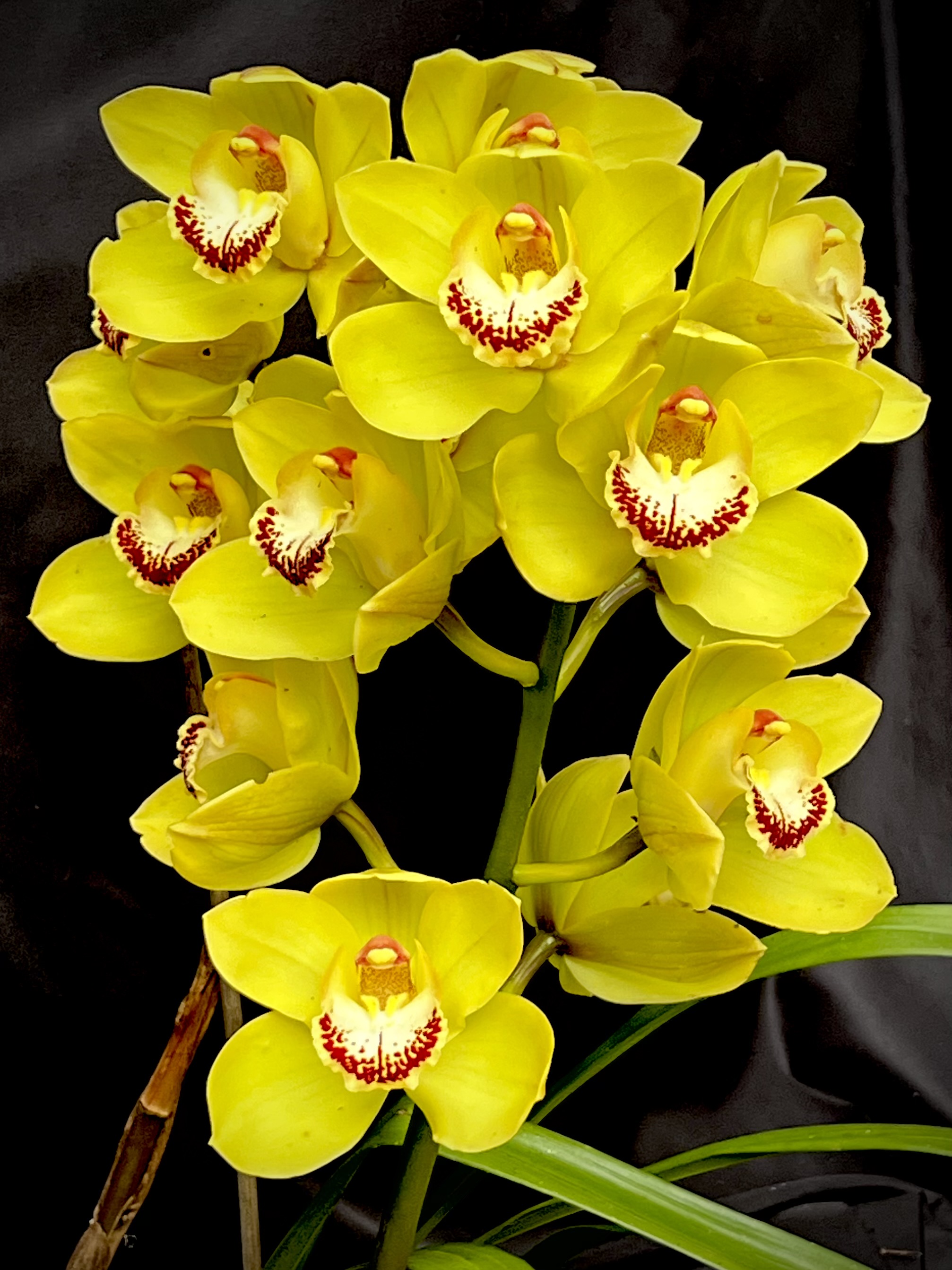 Cymbidium Big Mischief