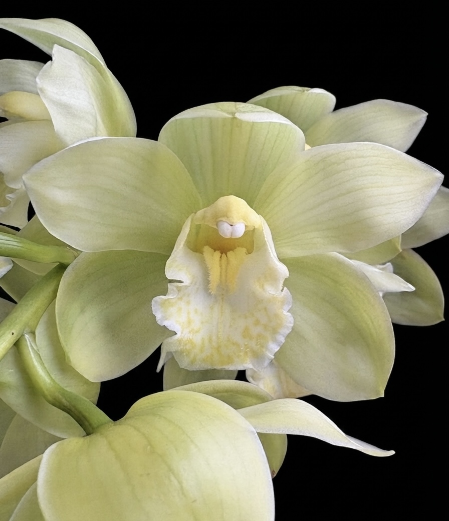 Cymbidium Jaqueline lime