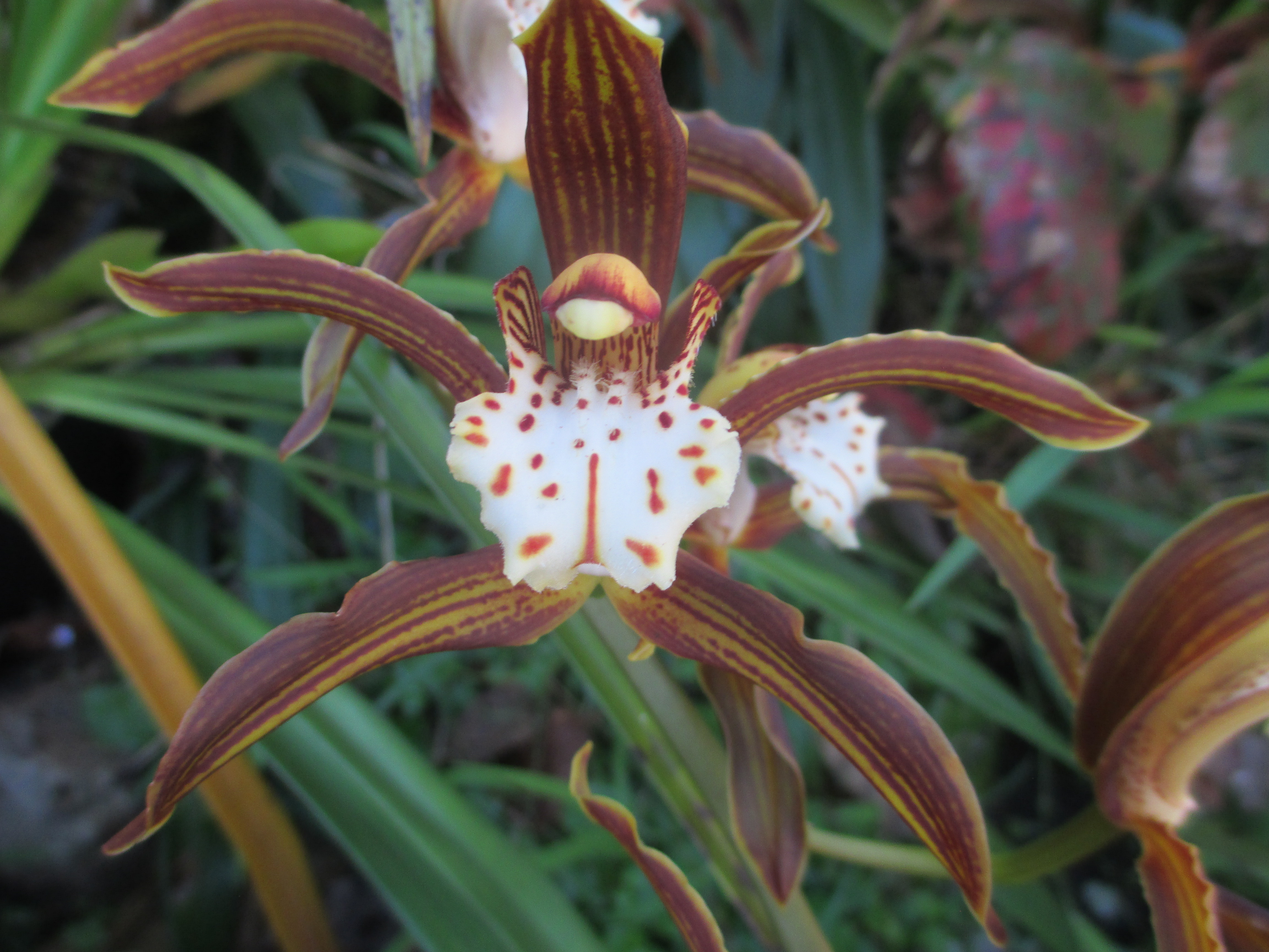 Cymbidium Ken Siew
