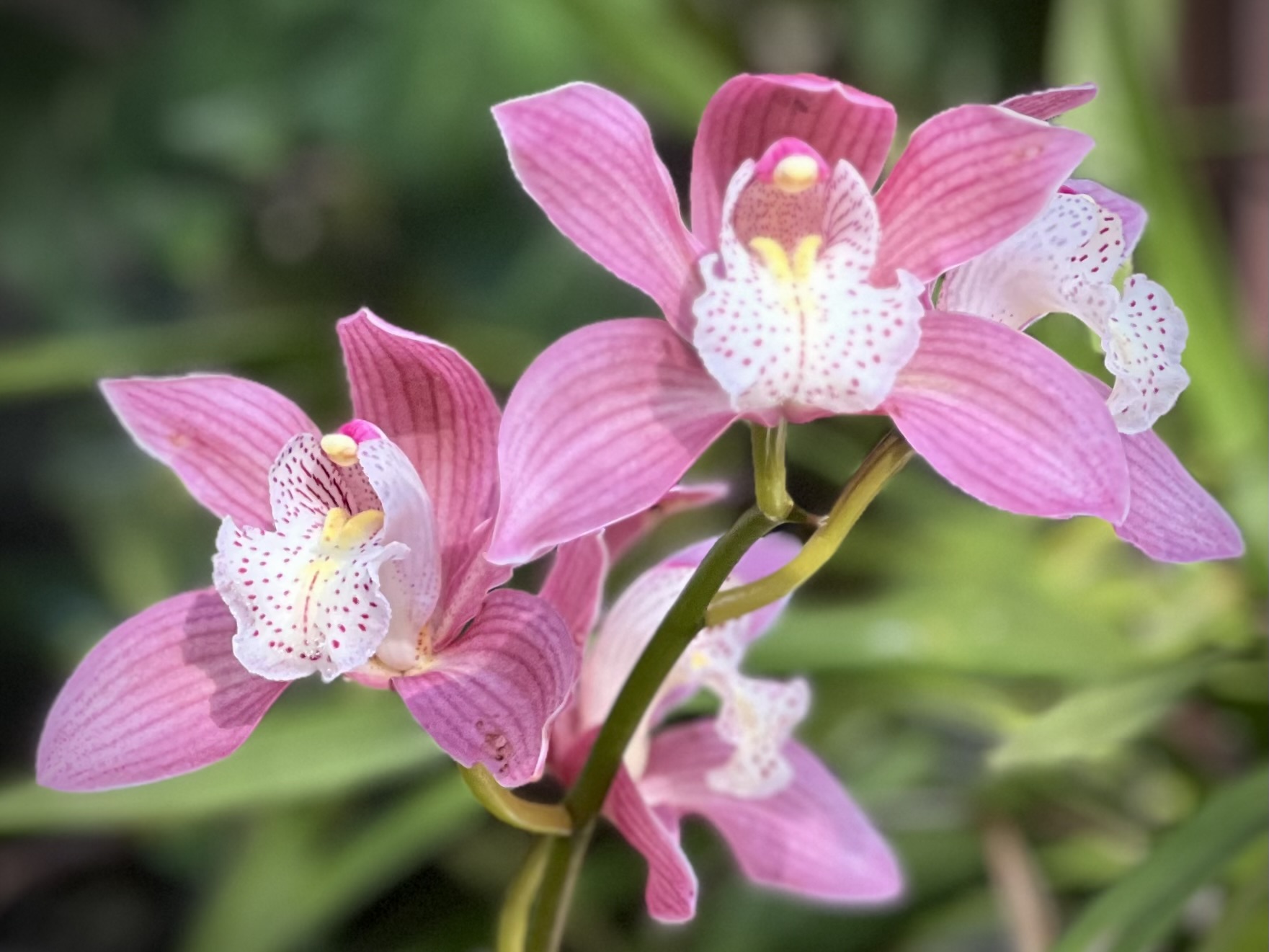 Cymbidium Pink Gem
