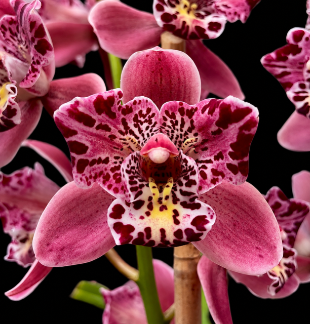 Cymbidium Strathdon Cooksbridge ‘Fantasy’
