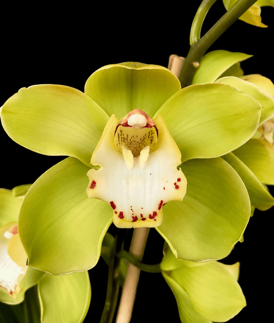 Cymbidium Valley Oracle ‘Kermit’
