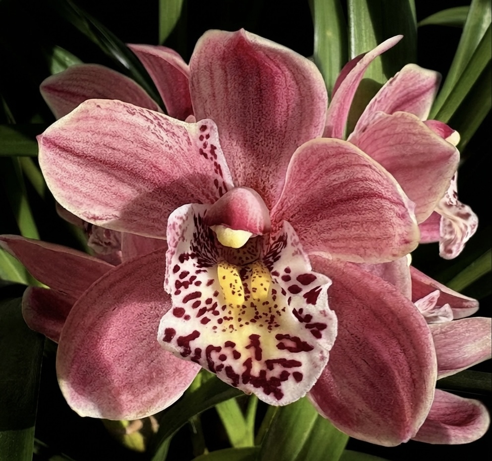 Cymbidium Pink Fantasy