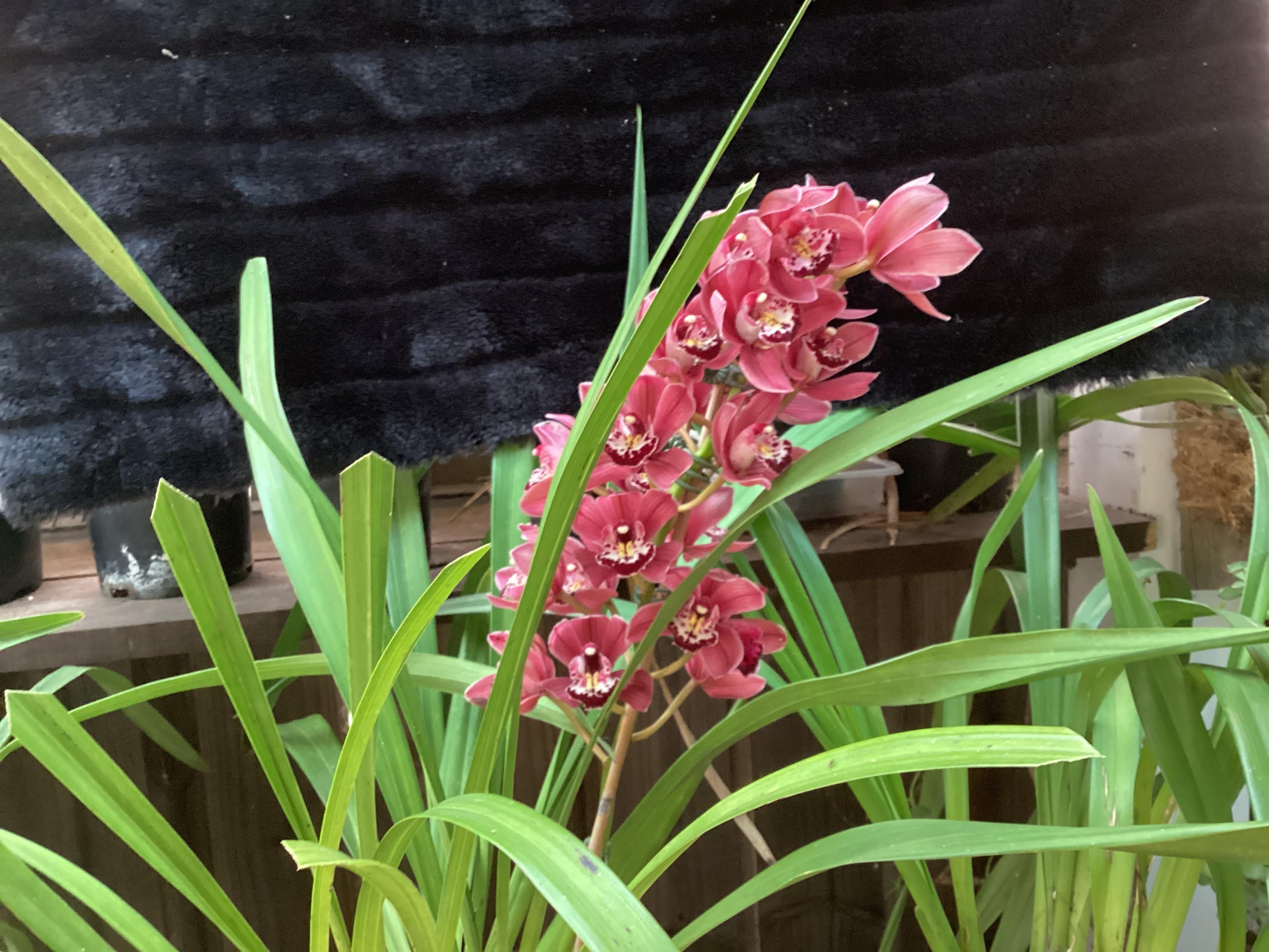 Cymbidium unknown deep pink
