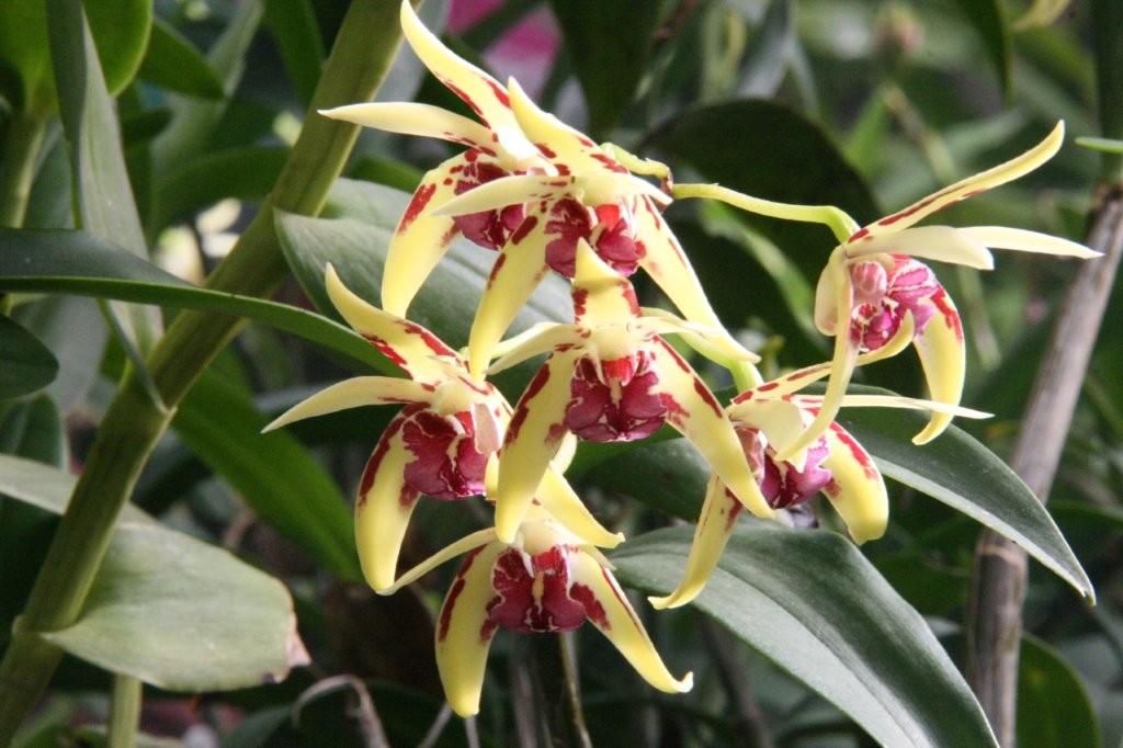 Den Botanic Ridge