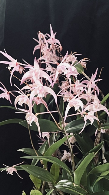 Dendrobium unknown