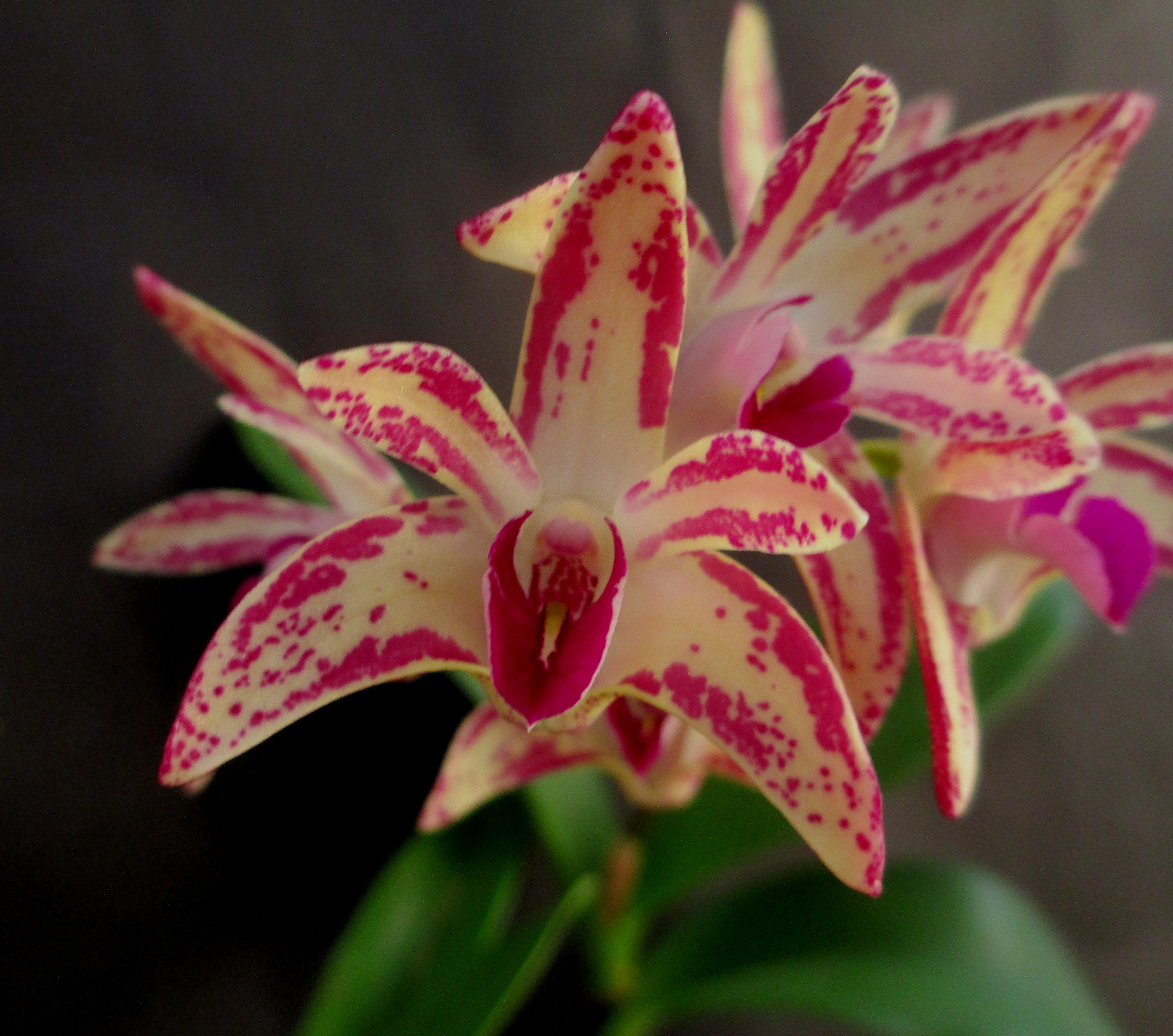 Dendrobium Angus