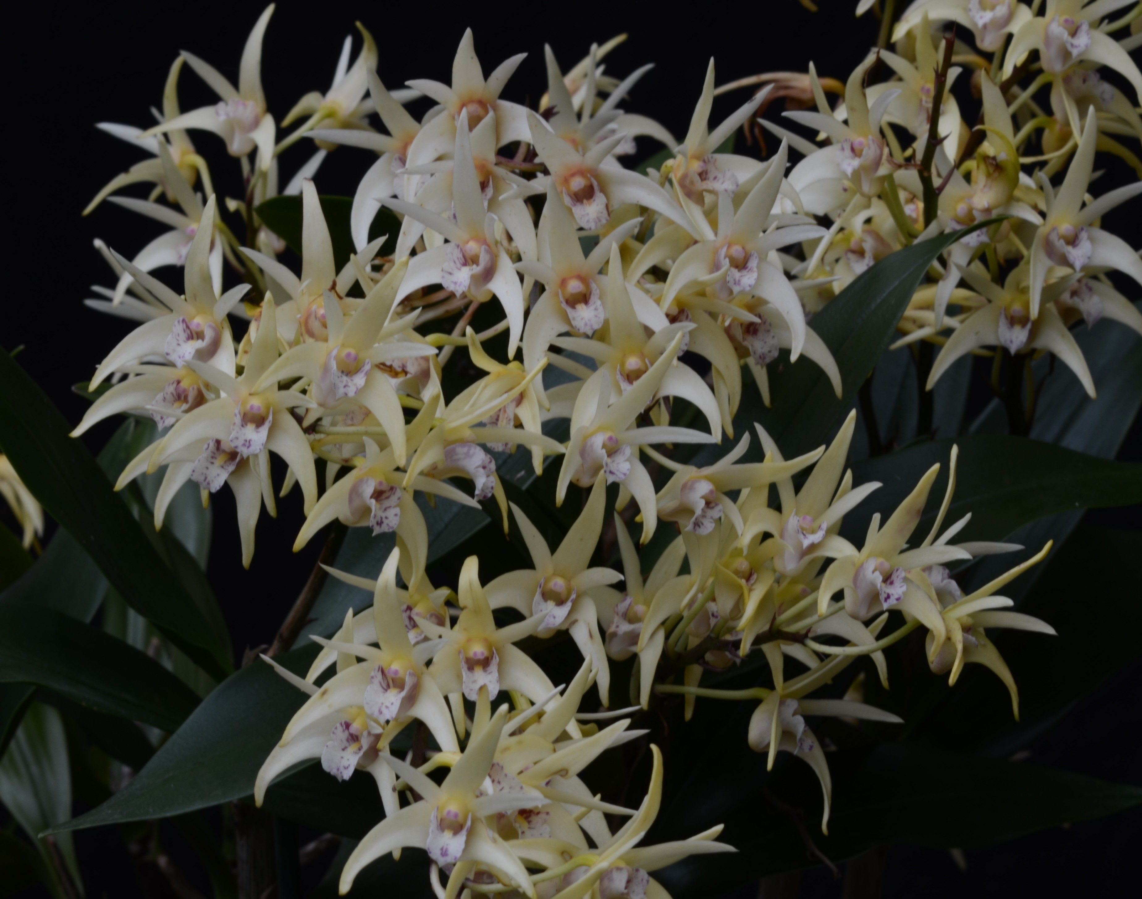 Dendrobium Balnarring