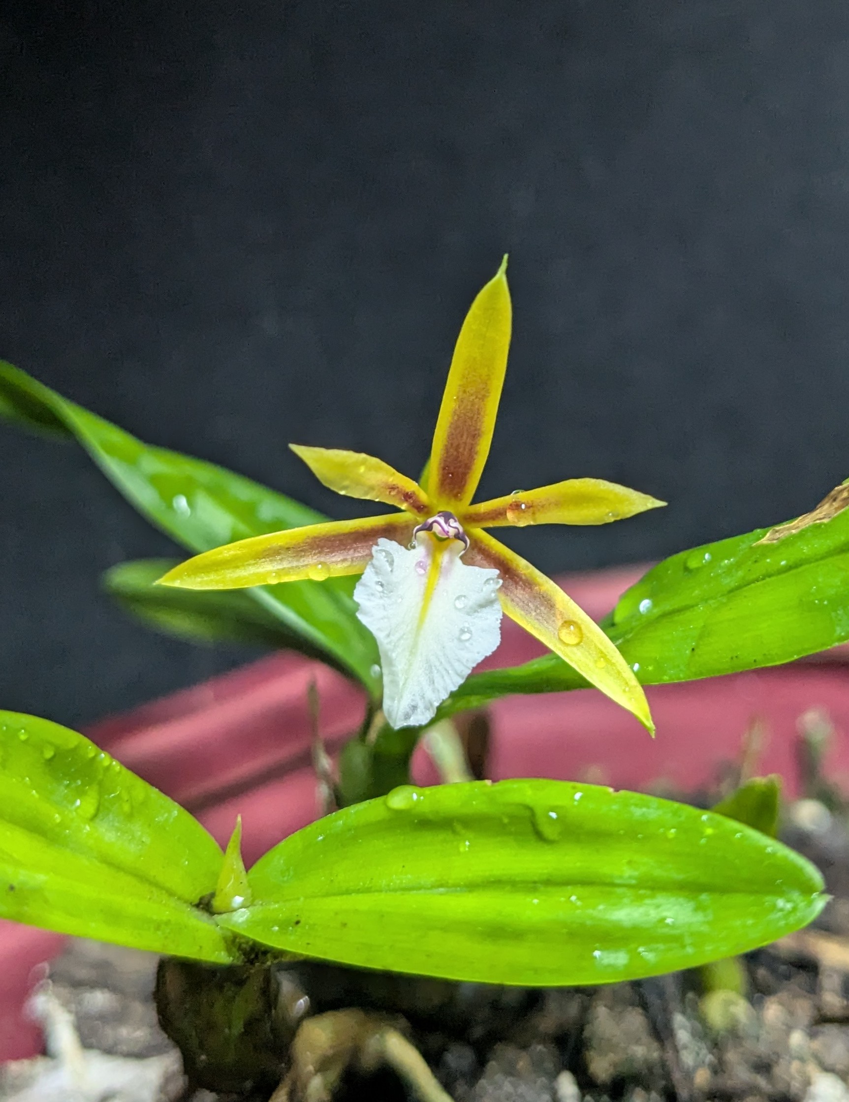Encyclia Polybulbon