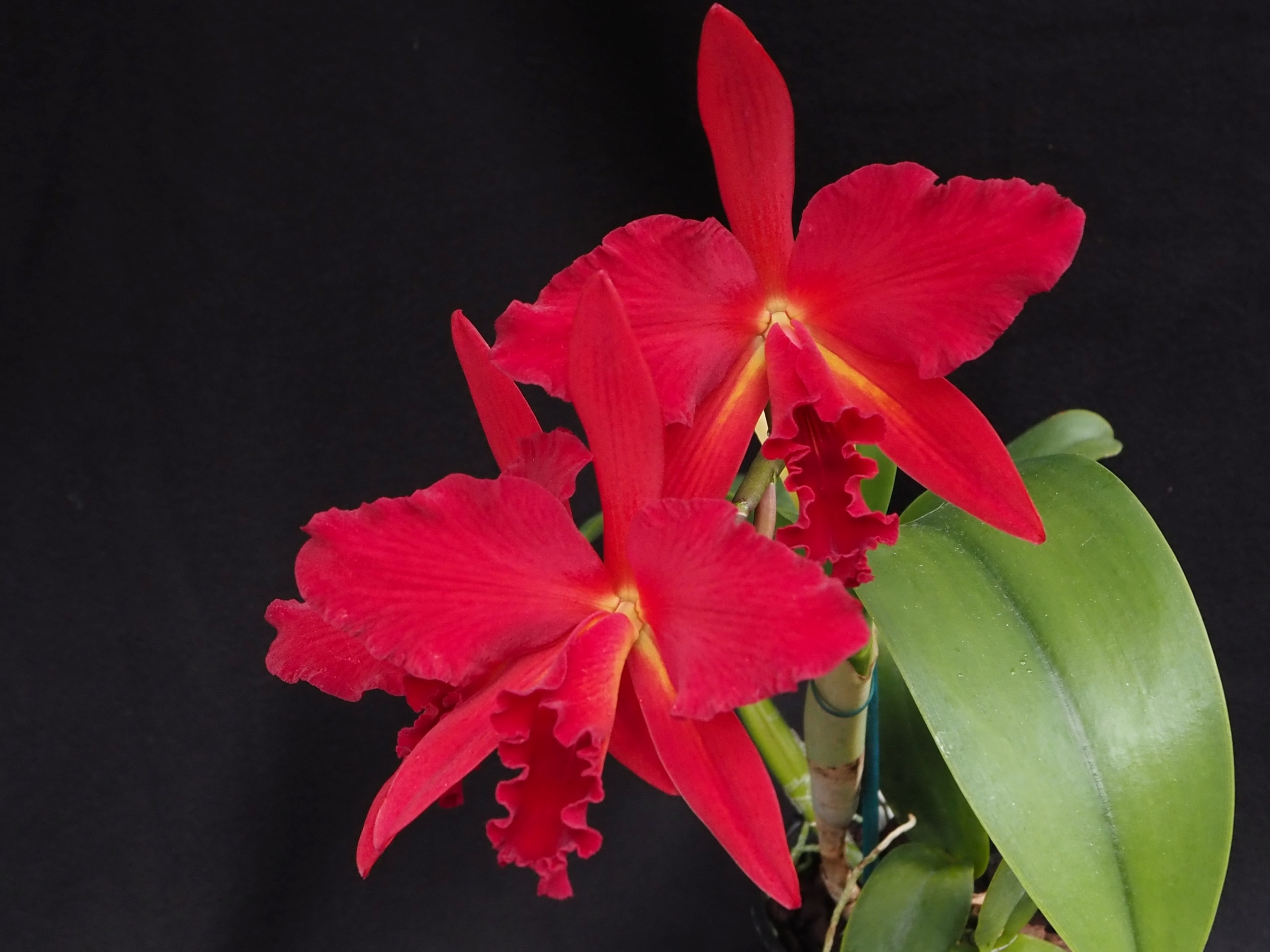 Lc Spring Fire x Star Fire