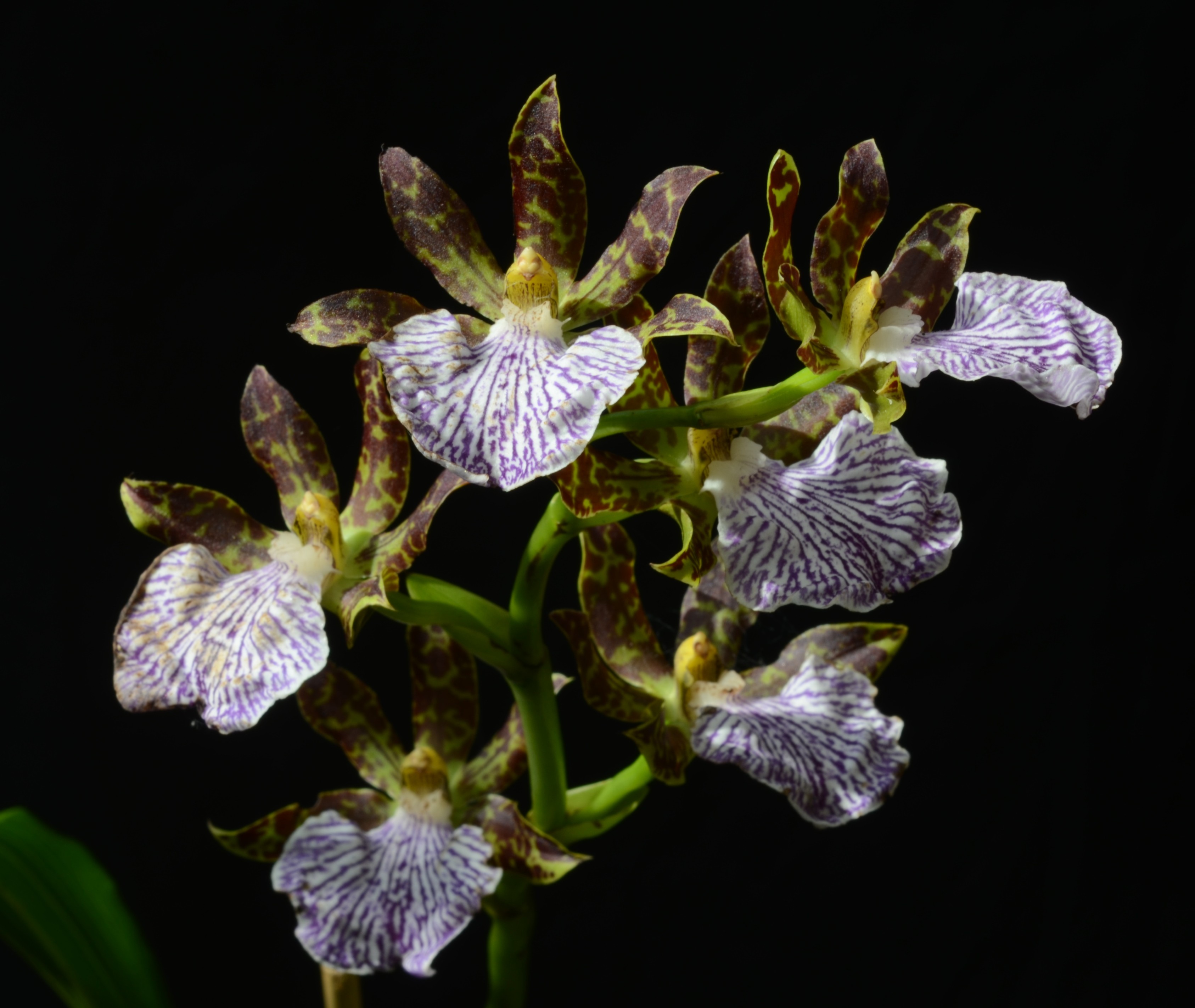 Zygo Maculatum