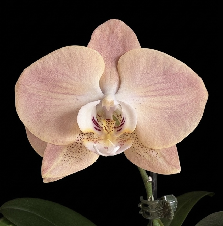Phalaenopsis Unknown