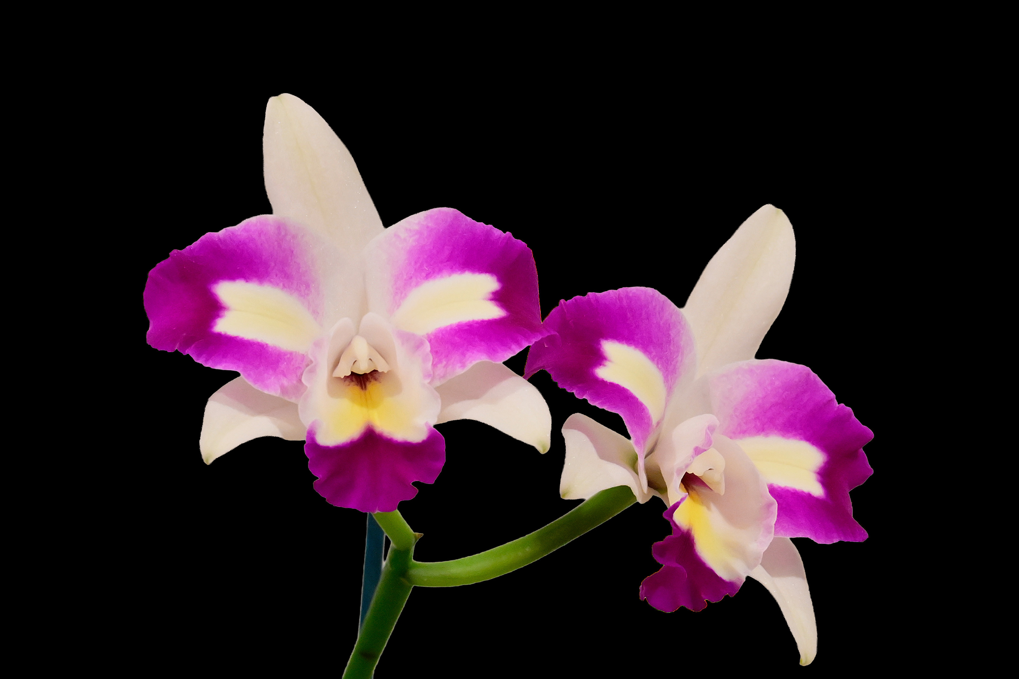 Cattleya Mari's Magic 'Topaz'