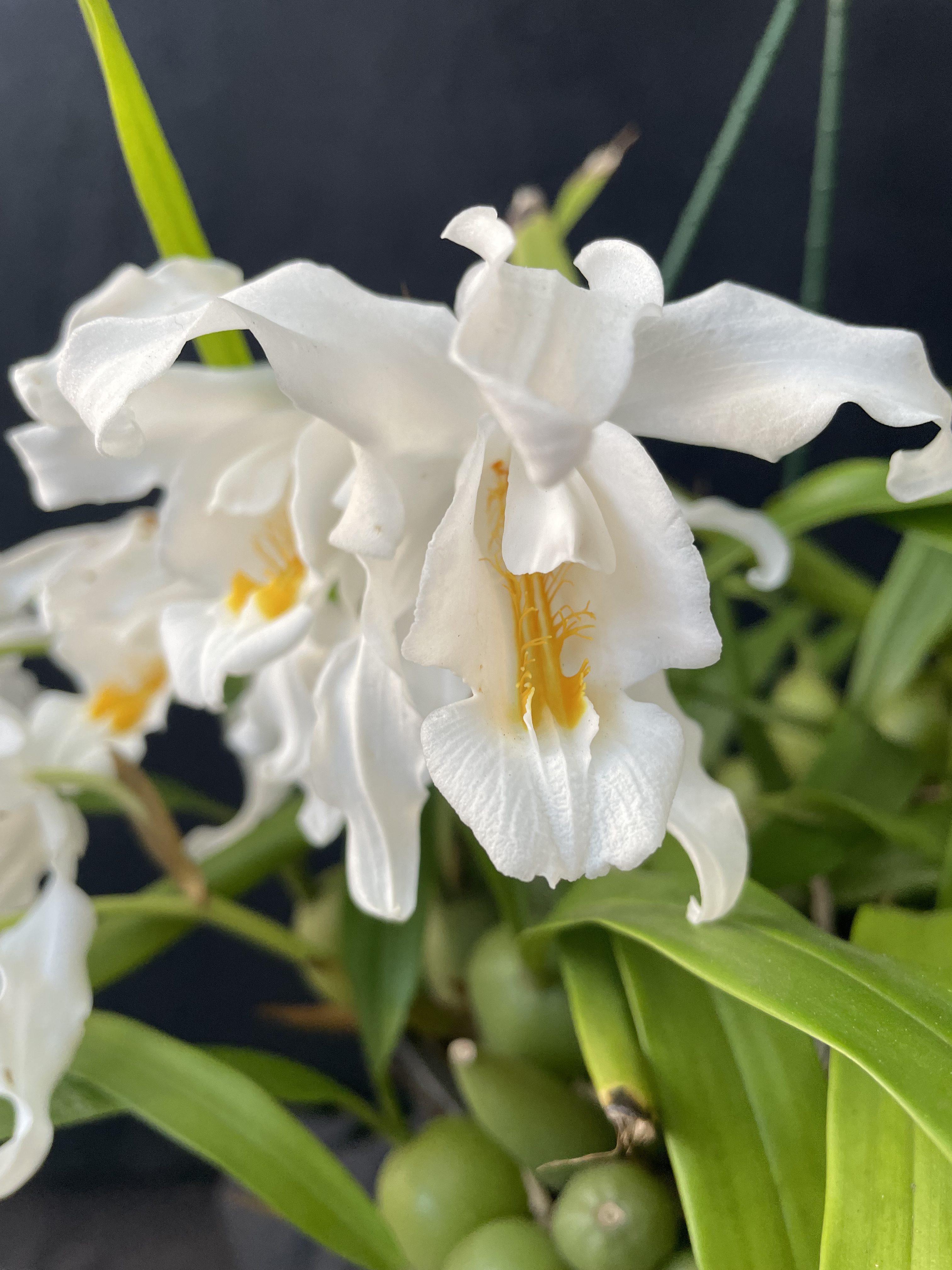 Coelogyne cristata