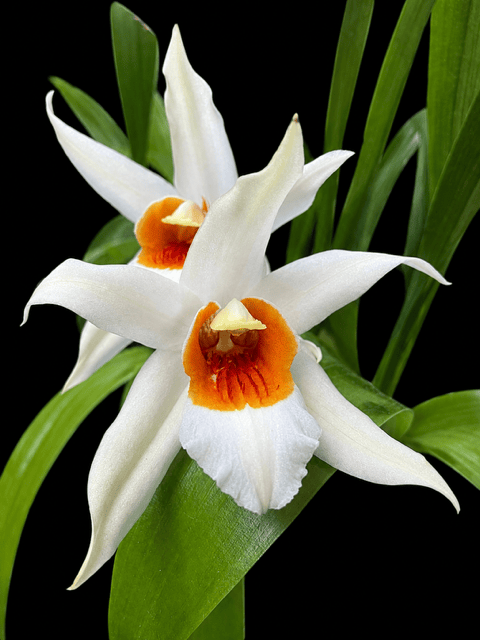 Coelogyne Mem. William Michlowitz