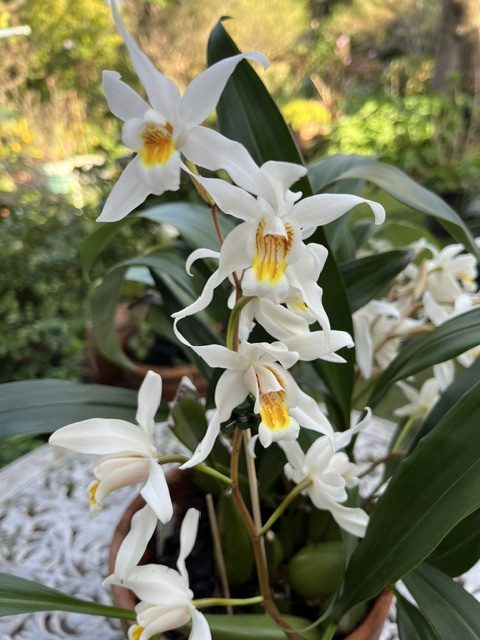 Coelogyne “Unchained Melody”