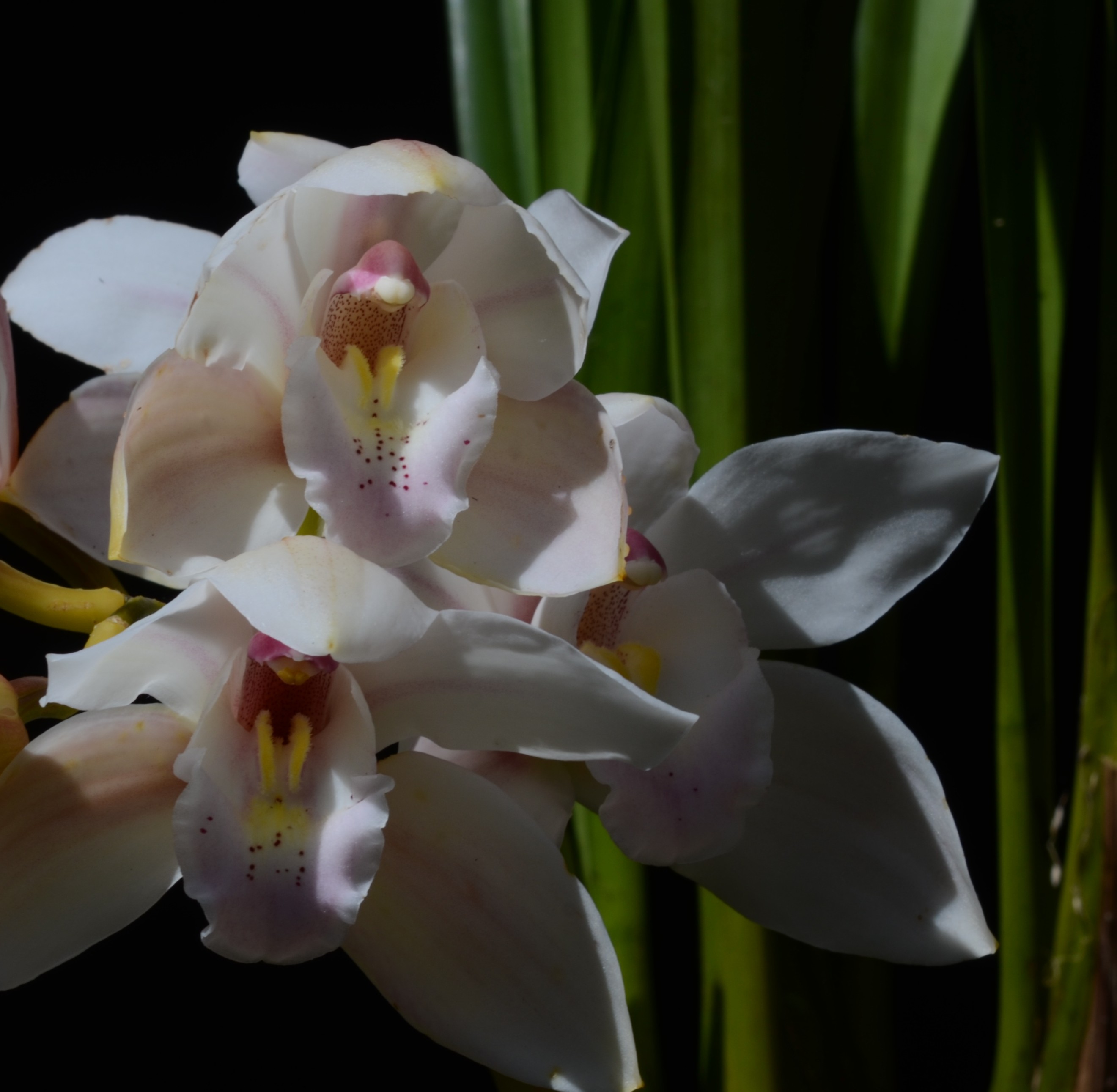 Cymbidium Oxygen