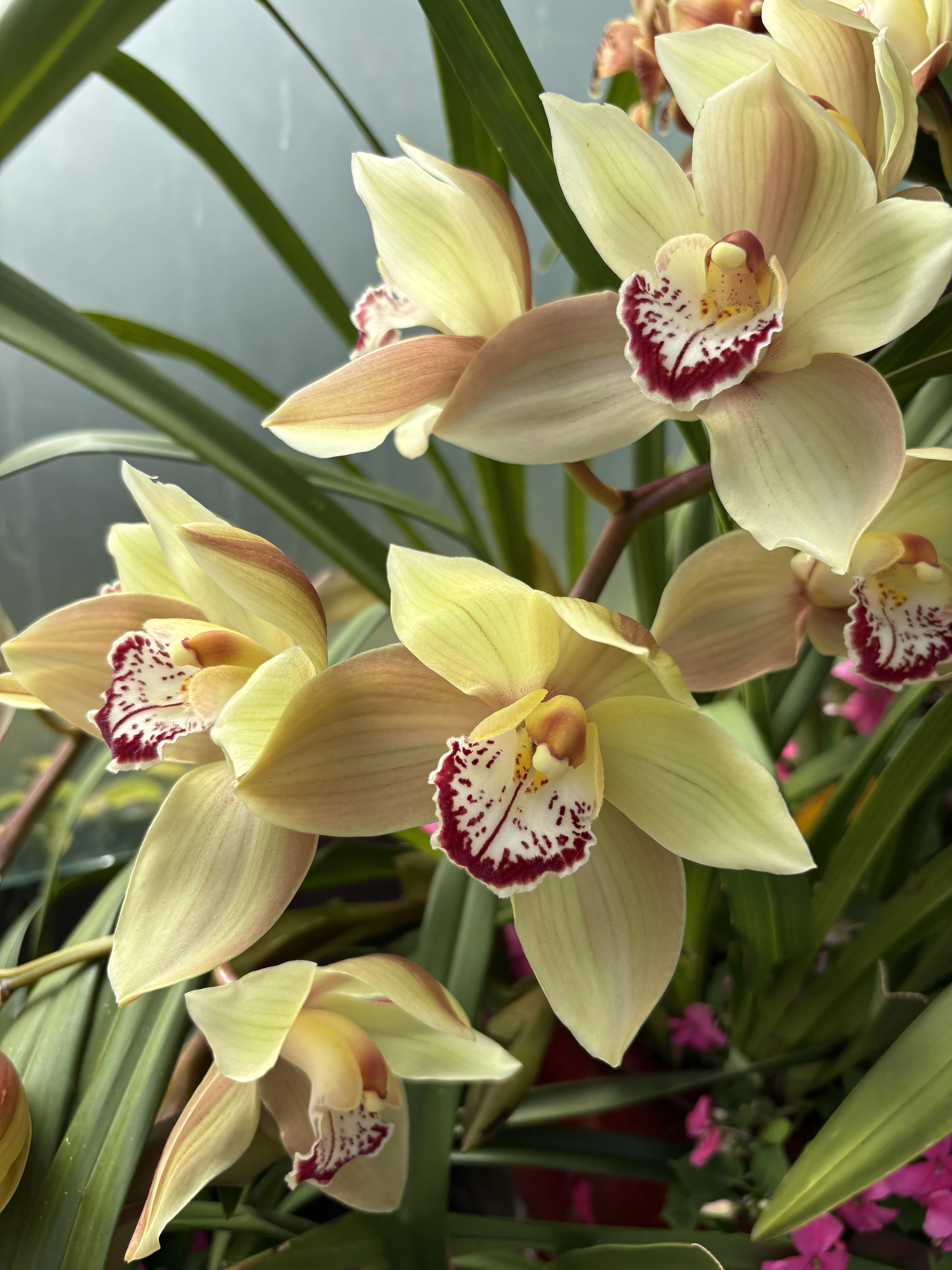 Cymbidium unknown (yellow)