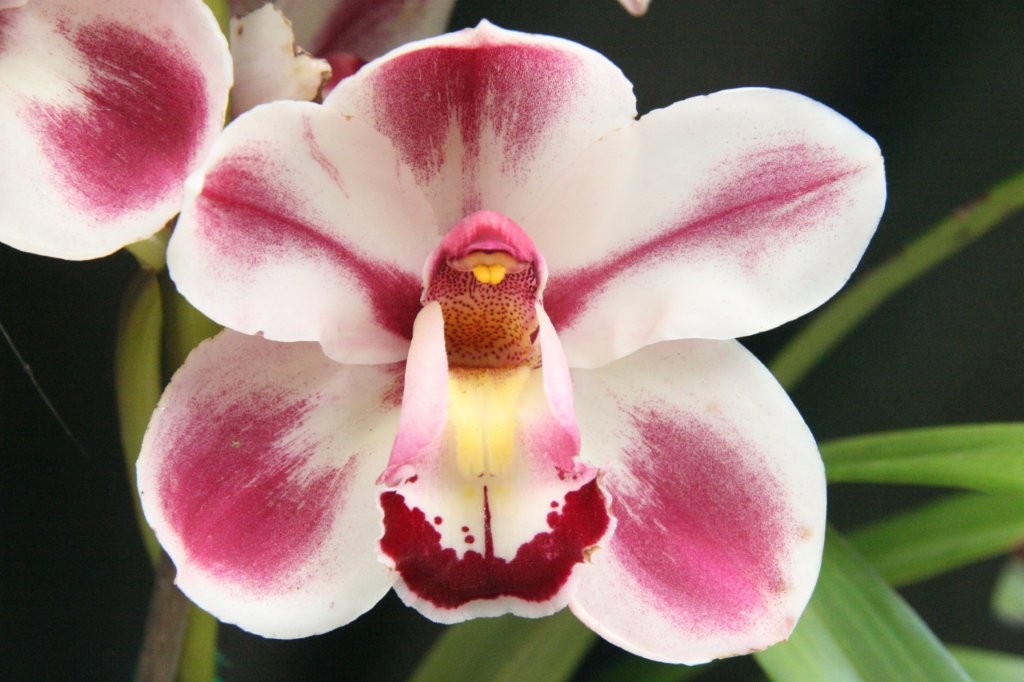 Cym. Kimberley Splash 'Tee Pee'