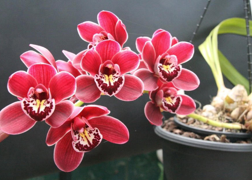 Cym. Red Promise 'Nicole'