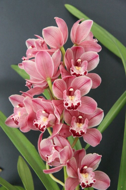 Cym. Ruby Delight