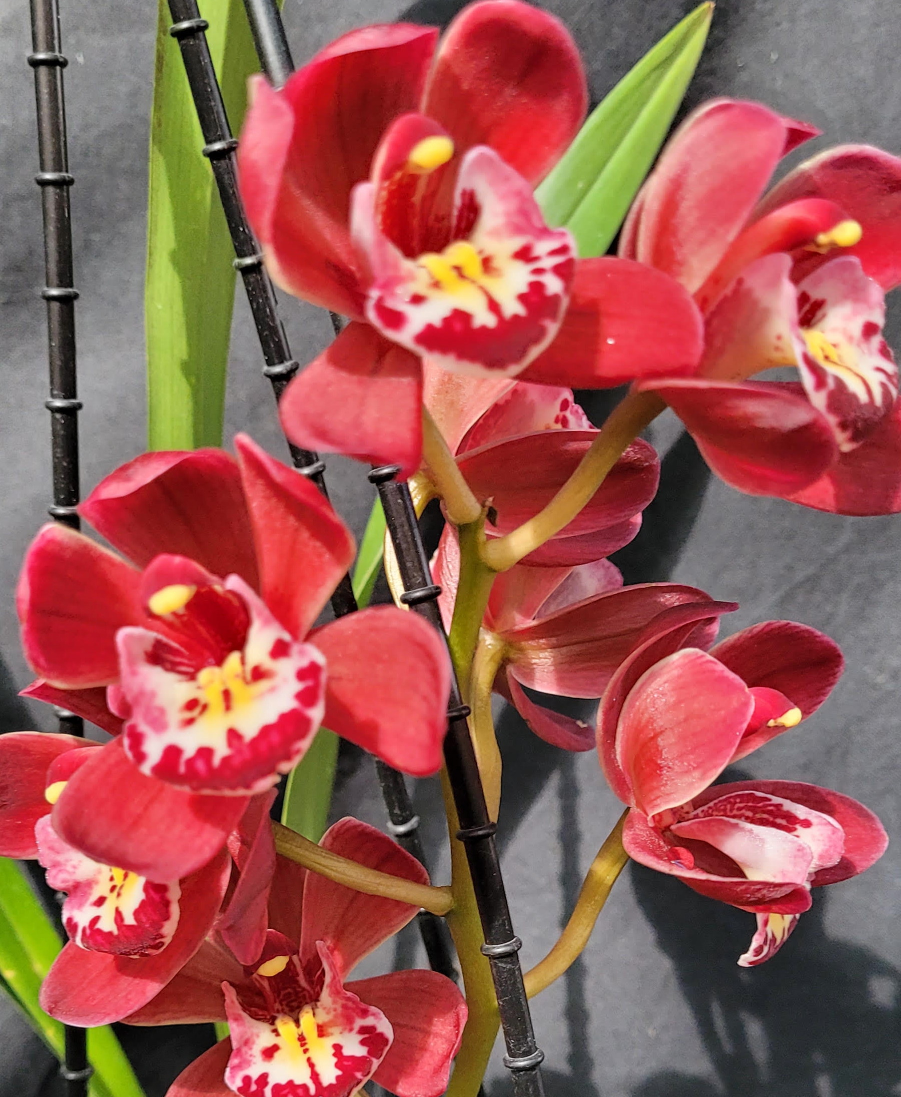 Cymbidium Ruby Eyes